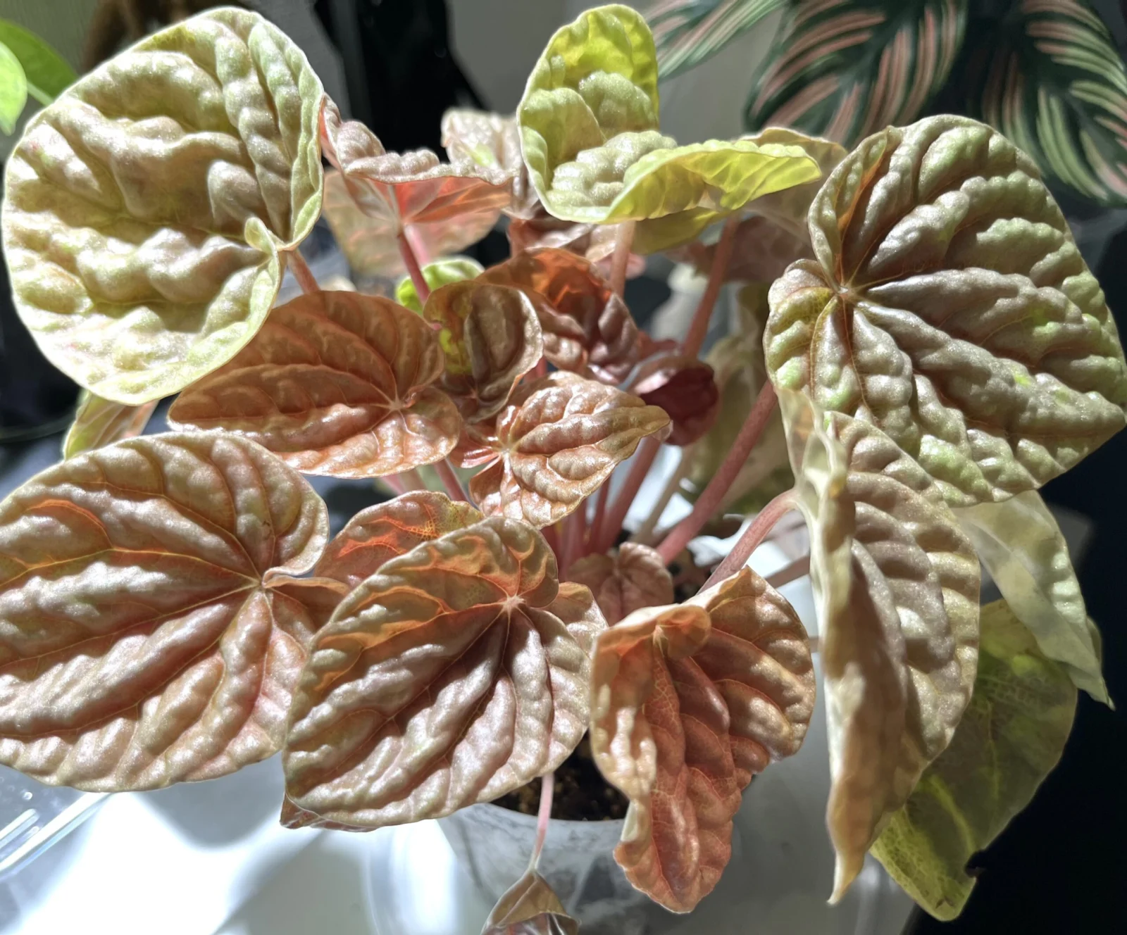 ペペロミア　キト　Peperomia Quito