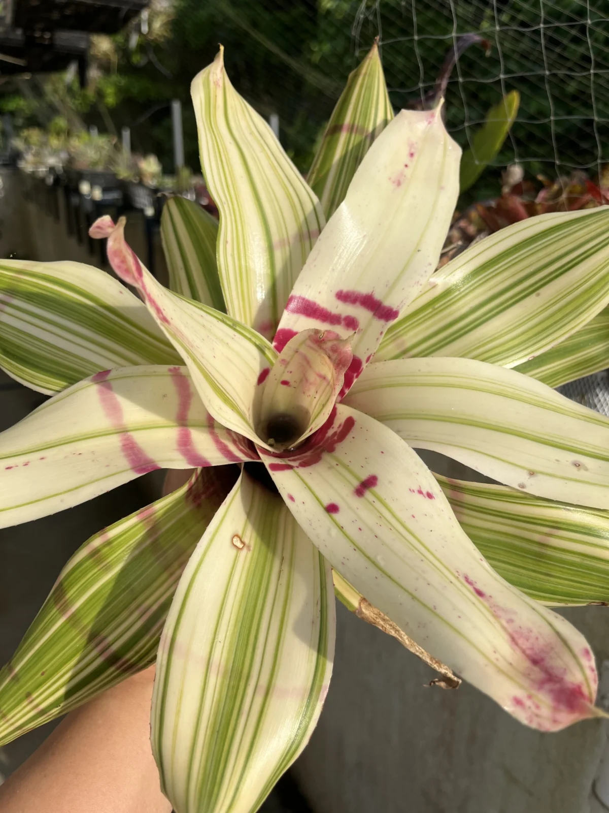 ネオレゲリア　ニューウェーブ