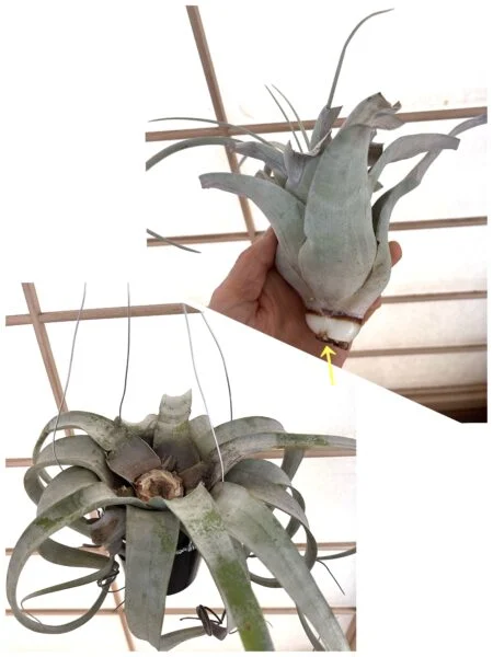 ティランジア キセログラフィカ 胴切り