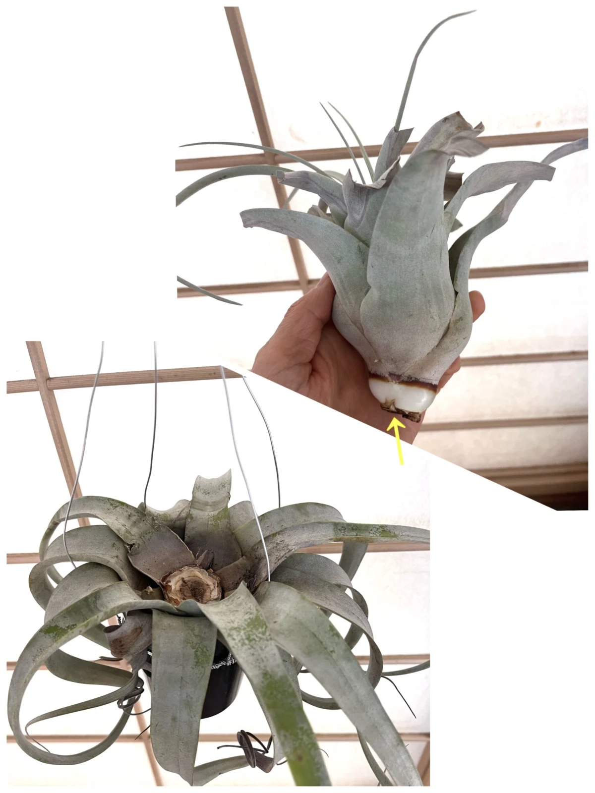 ティランジア キセログラフィカ 胴切り