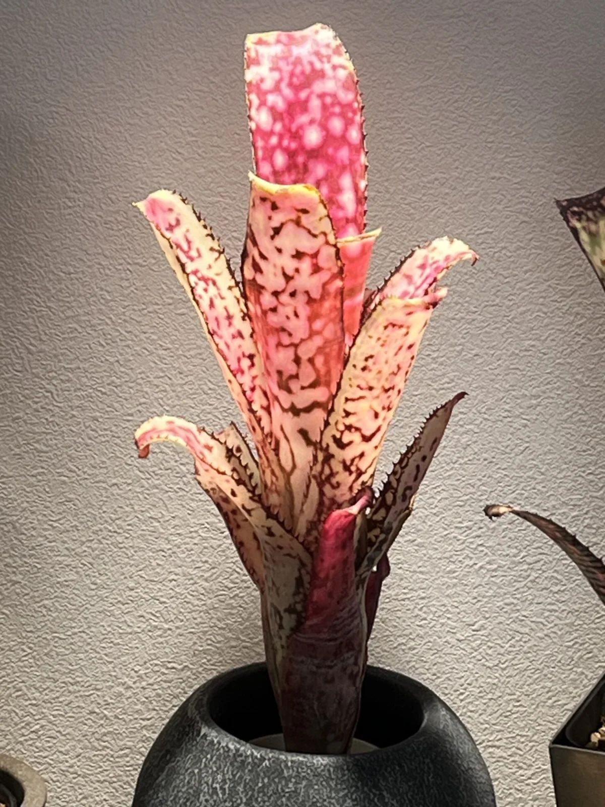 ビルベルギア　アポカリプス