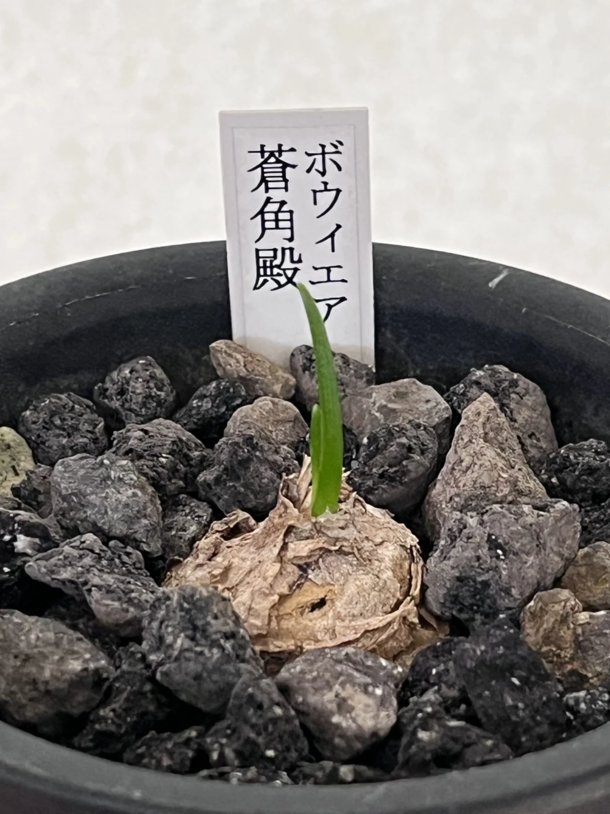 ボウィエア ボルビリス 蒼角殿