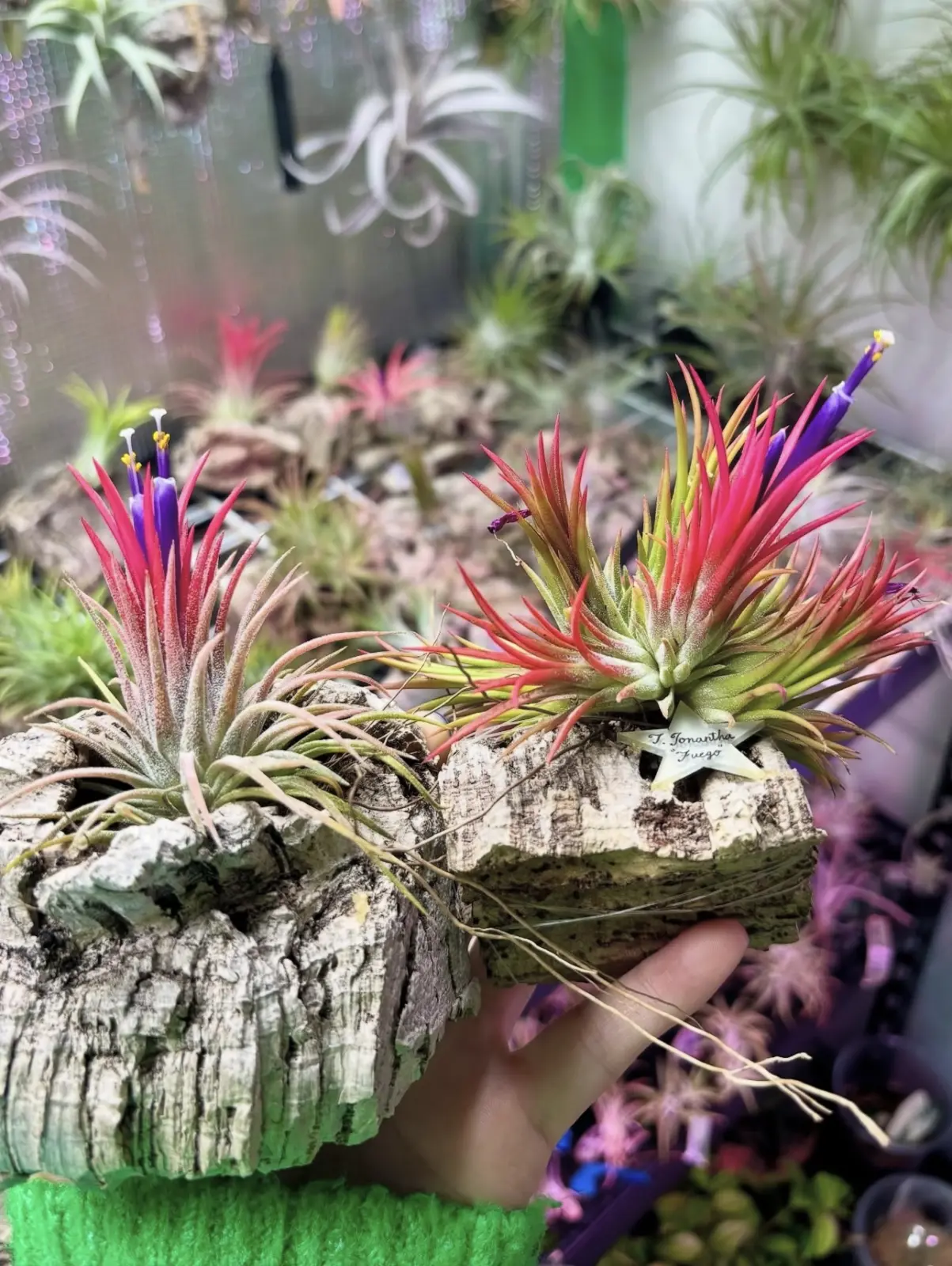 ティランジア イオナンタ フエゴ 白雪姫 比較