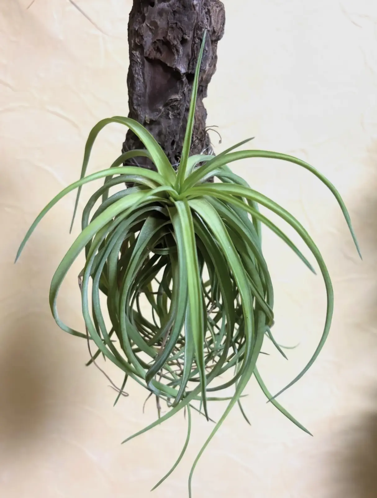 ティランジア 品種不明 たぶん ベルティナ