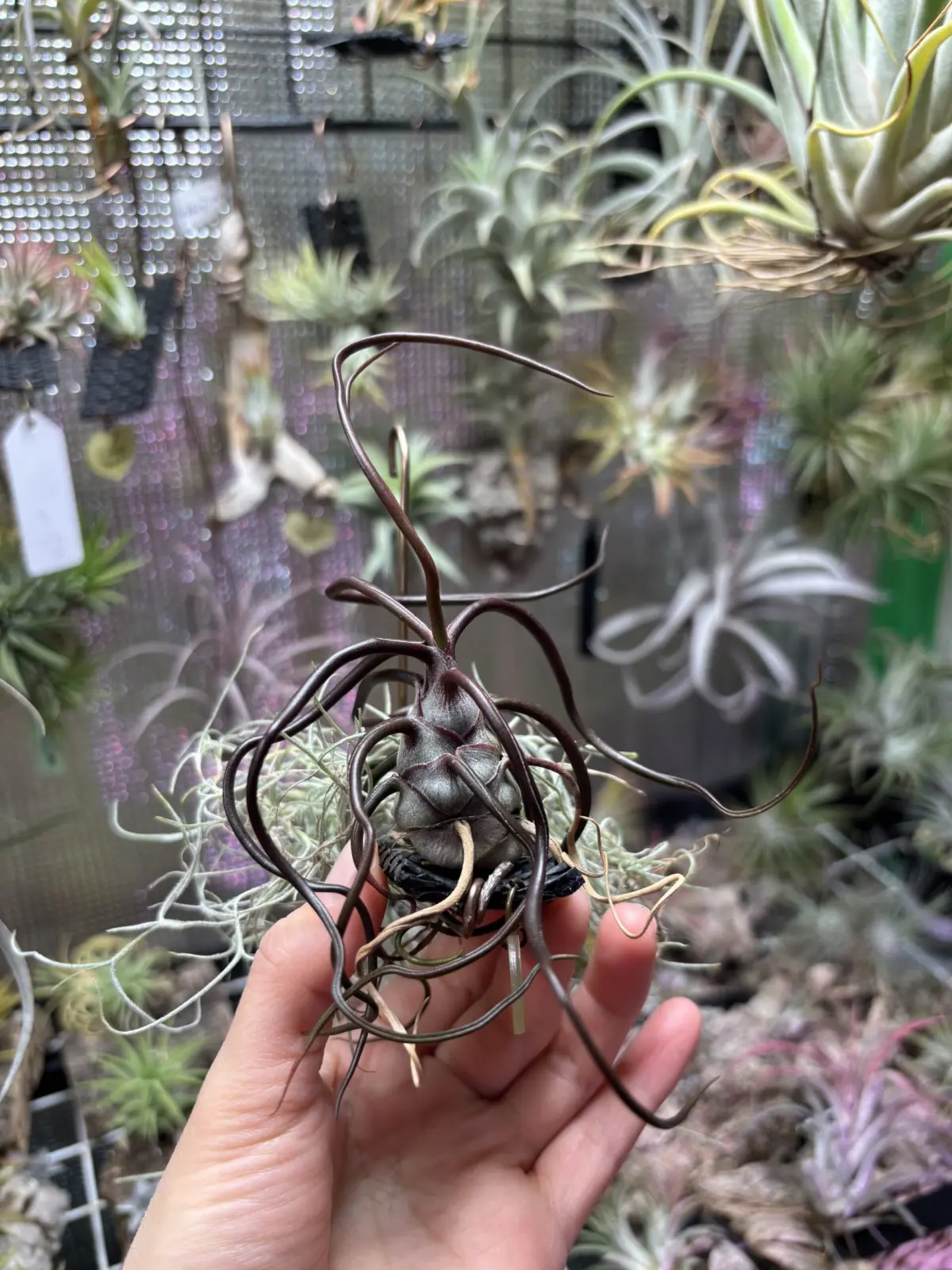 ティランジア　ブルボーサ　紫炎　成長遅すぎ