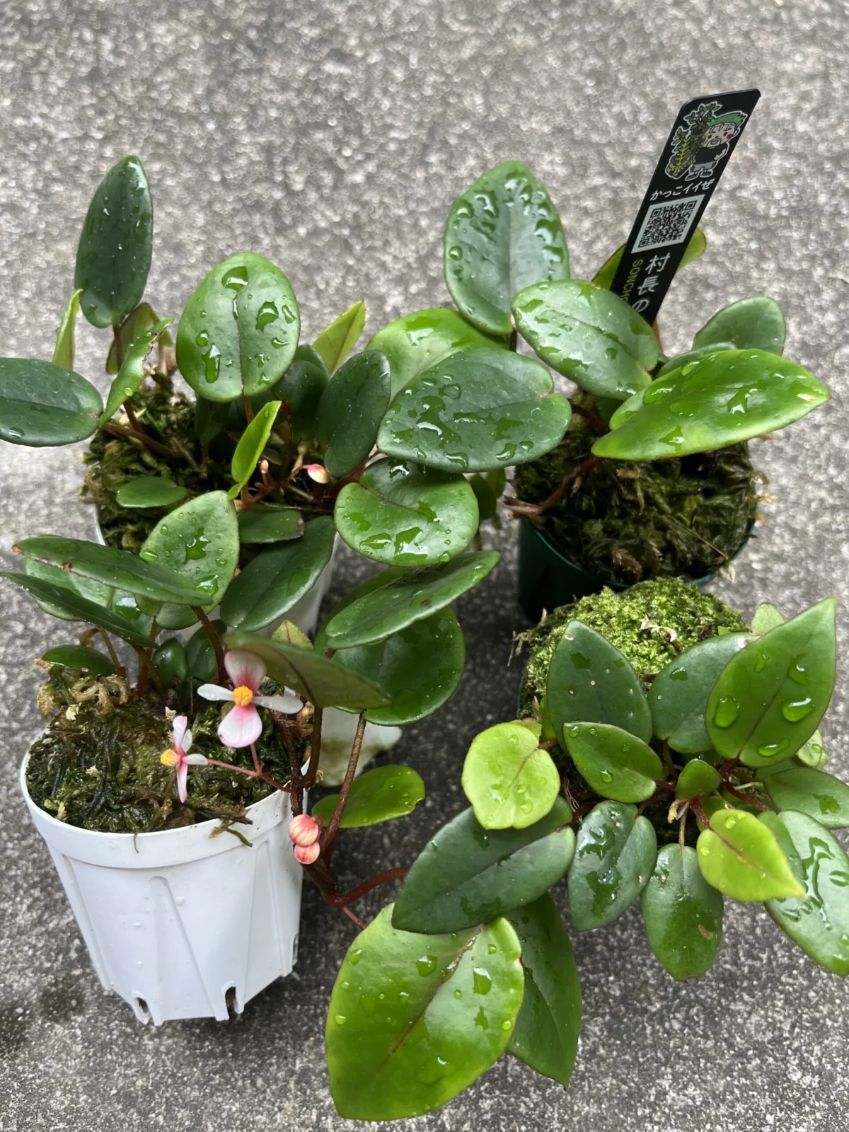 ベゴニア　シェルツェイ