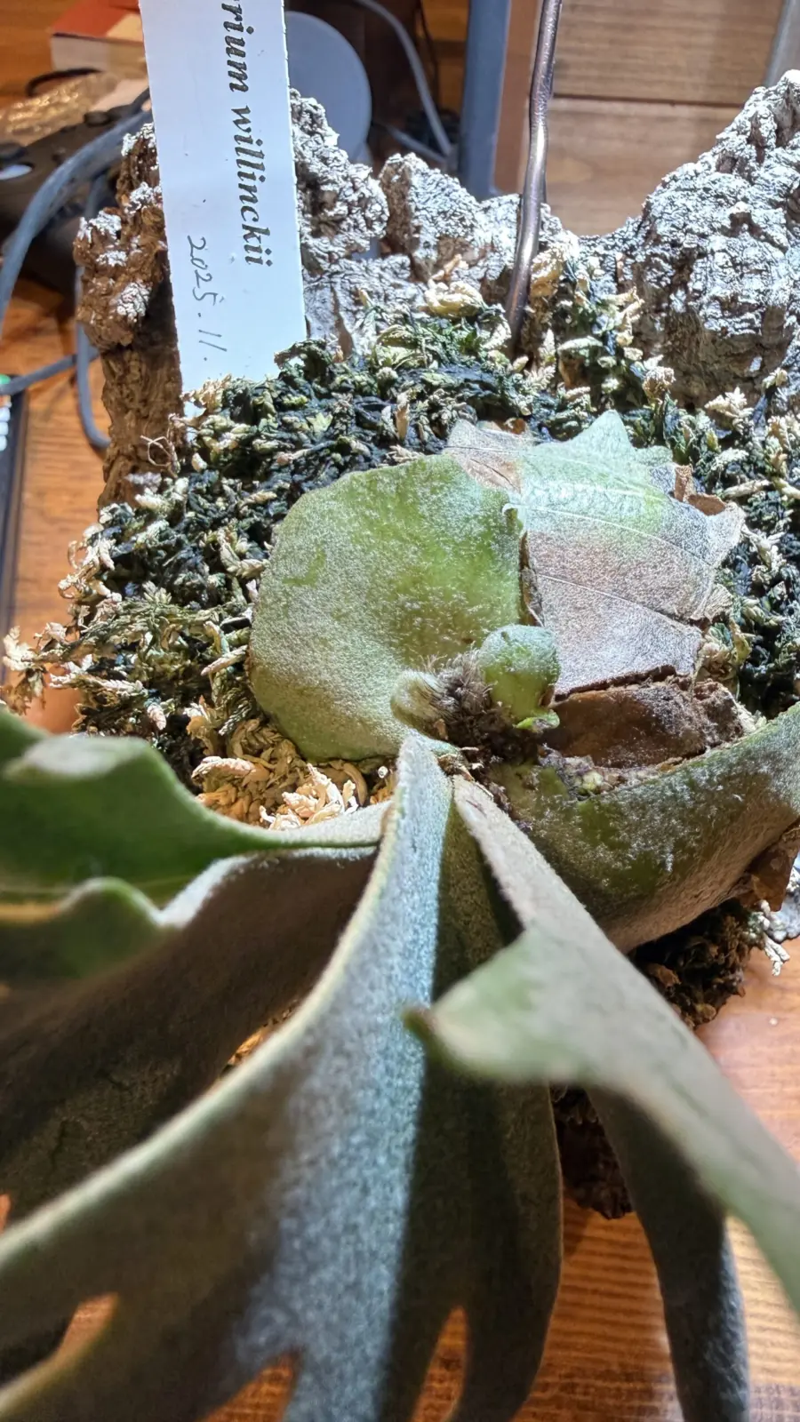 ビカクシダ　ウィリンキー　NANO