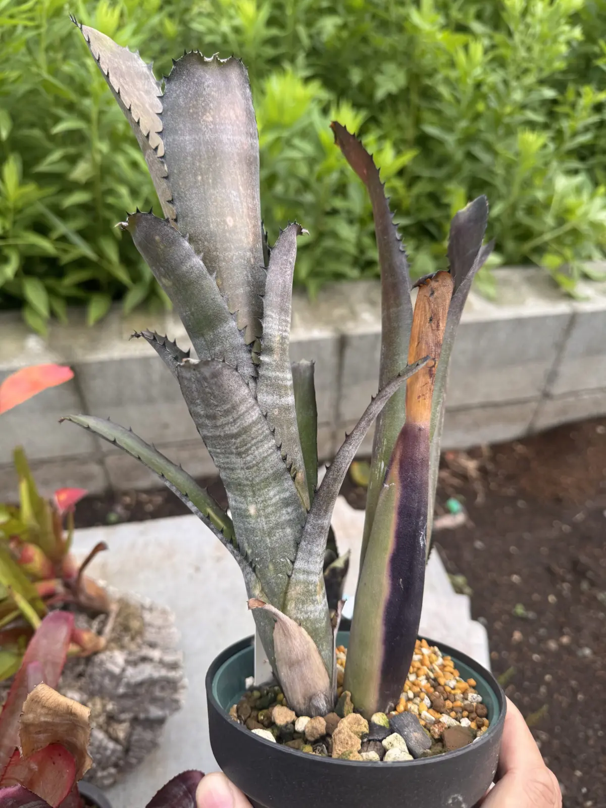 ビルベルギア　カハカイ　#A 子株