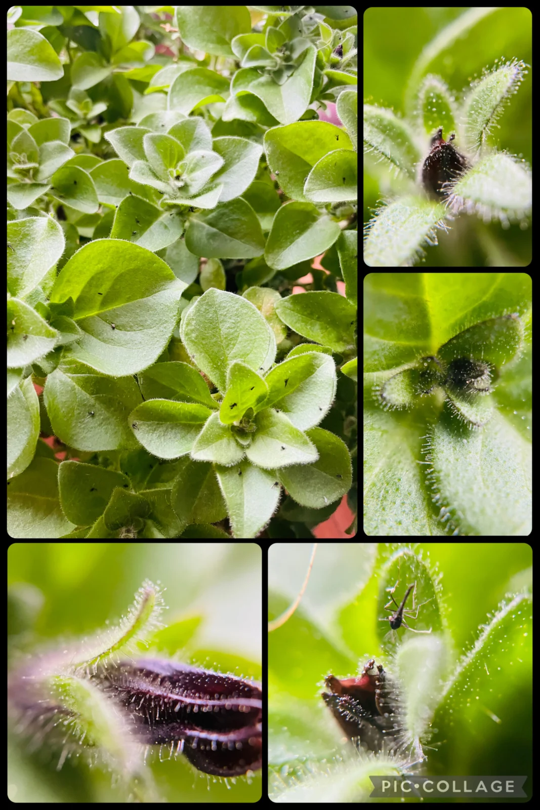 ペチュニア　粘液