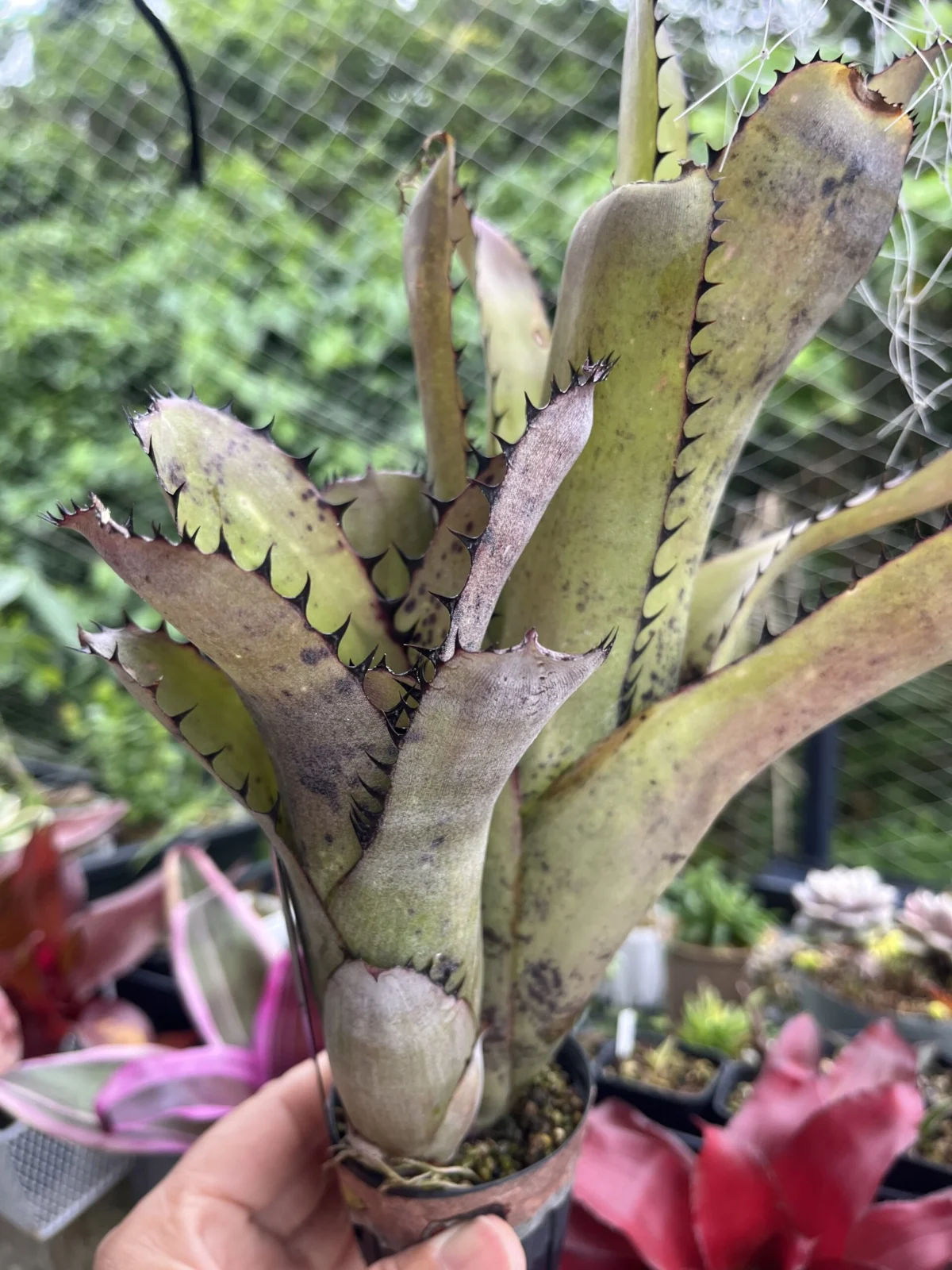 ビルベルギア　サンデリアーナ