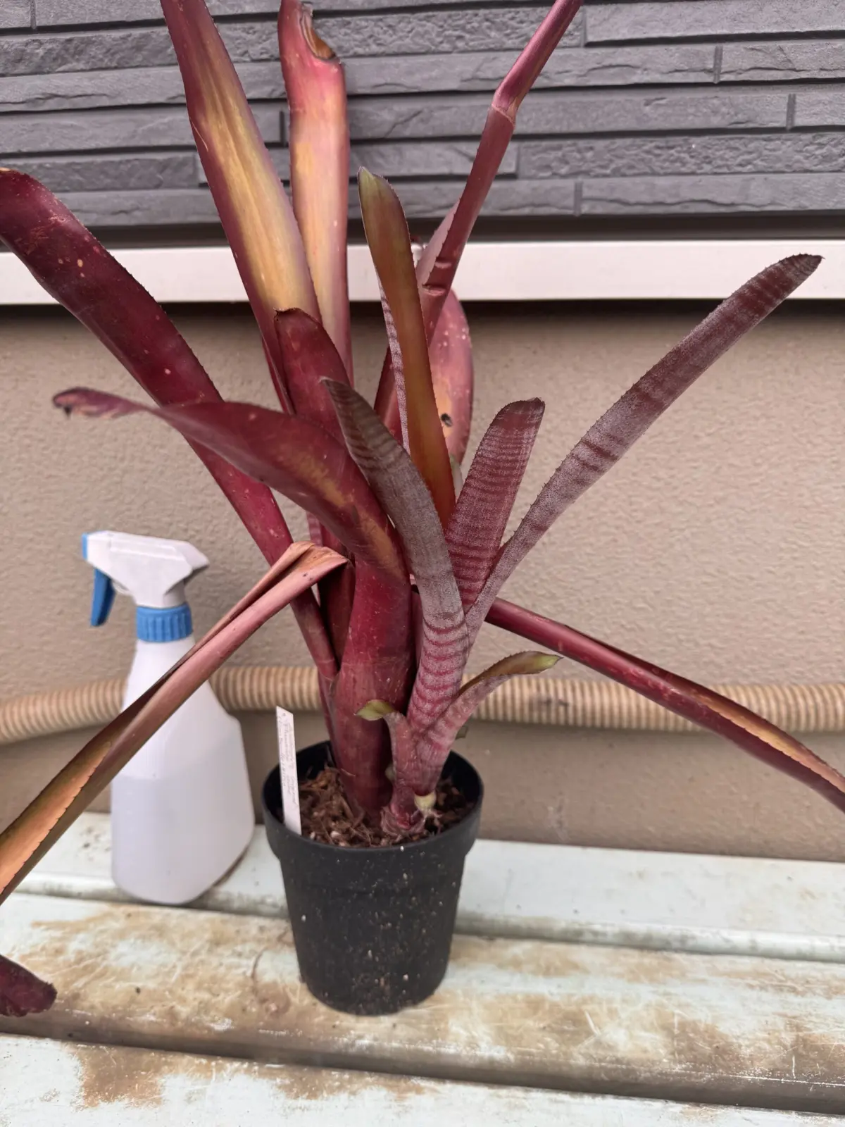 ビルベルギア　フラメンコ　子株