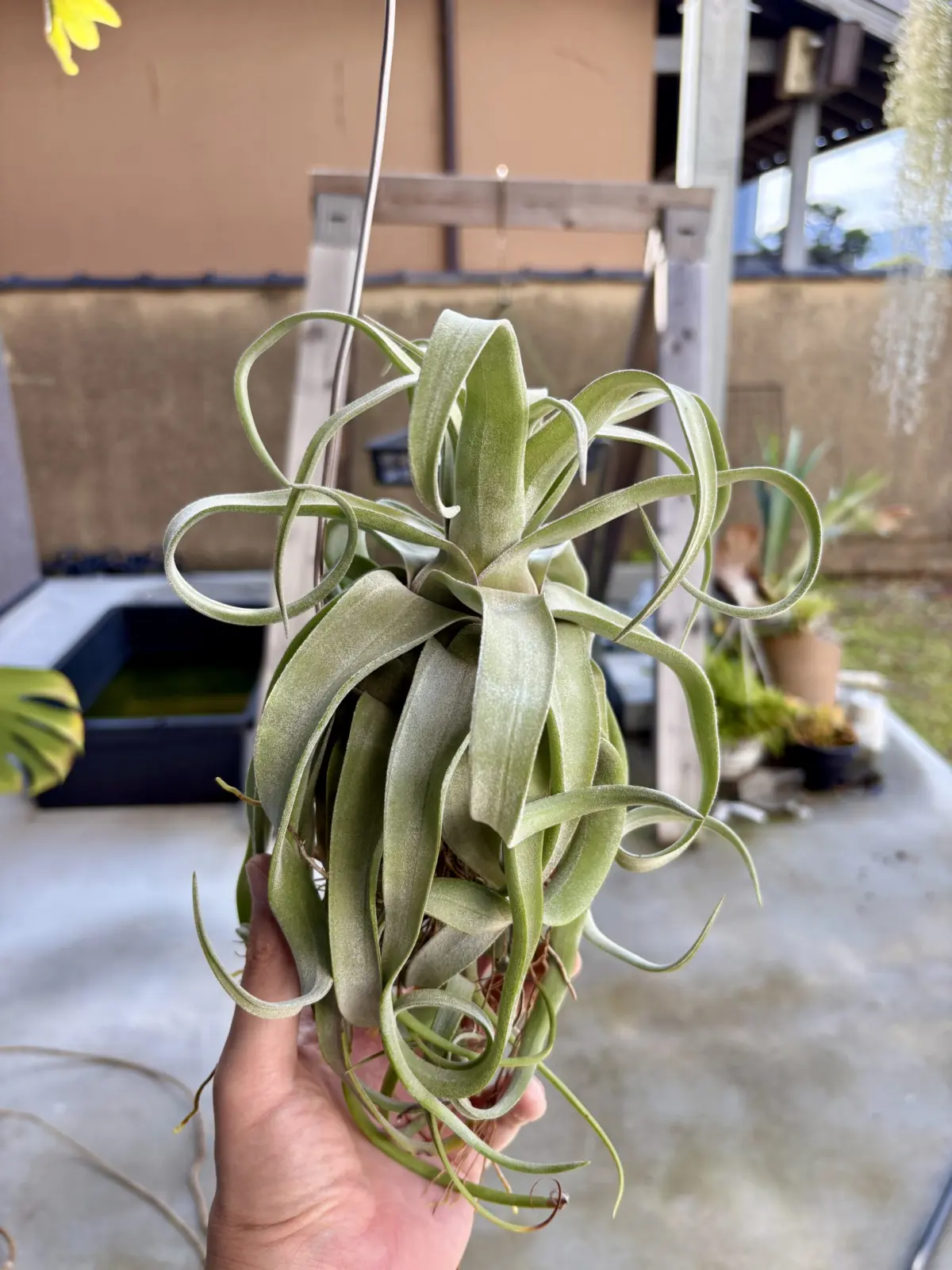 ティランジア　ストレプトフィラ