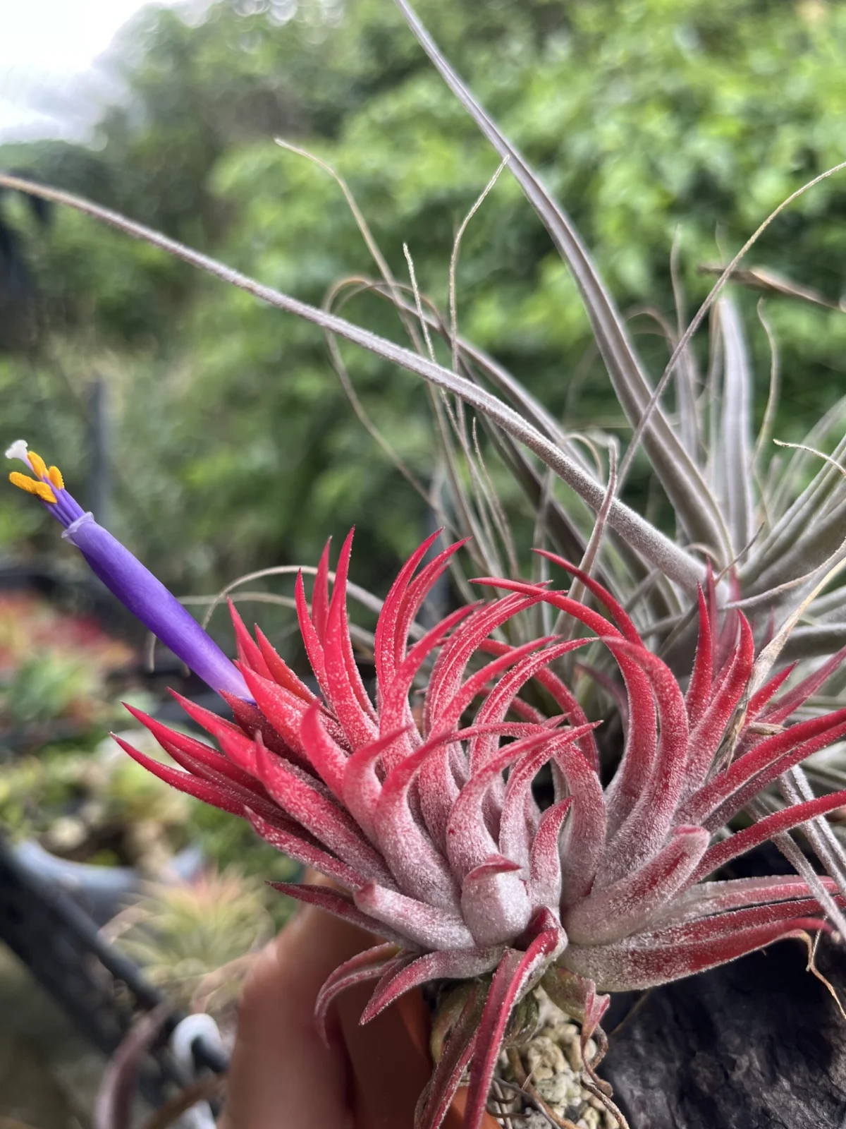 ティランジア　イオナンタ　フロムハワイ