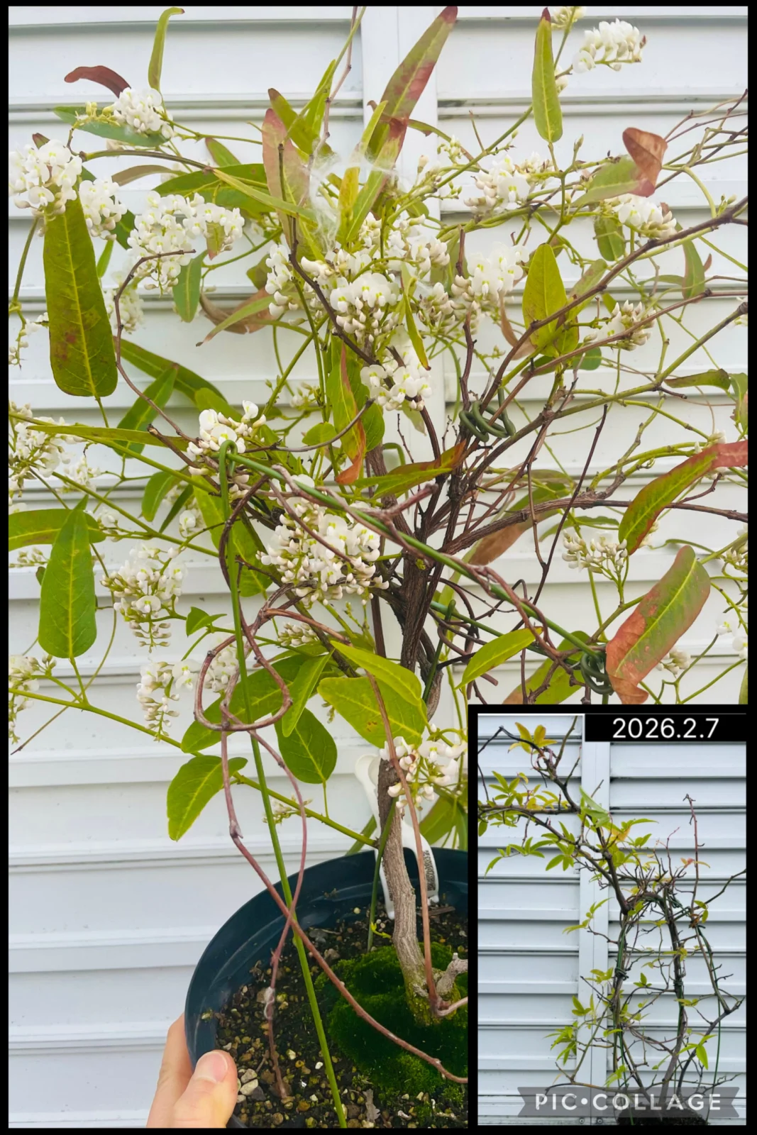 ハーデンベルギア　花