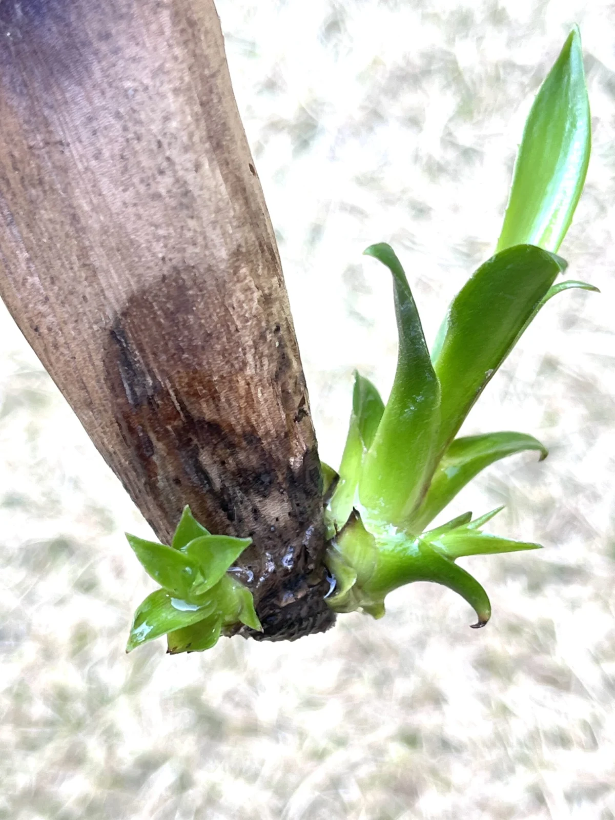 ビルベルギア ハレルヤ 成長記録 vol.10