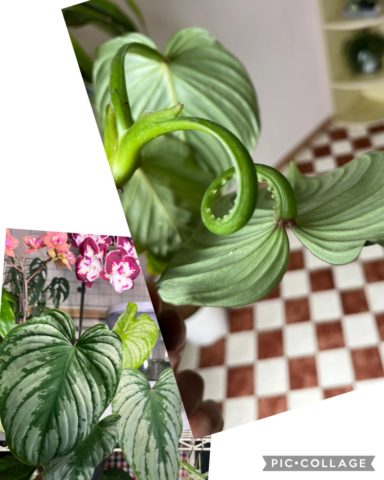 フィロデンドロン　マーメイ