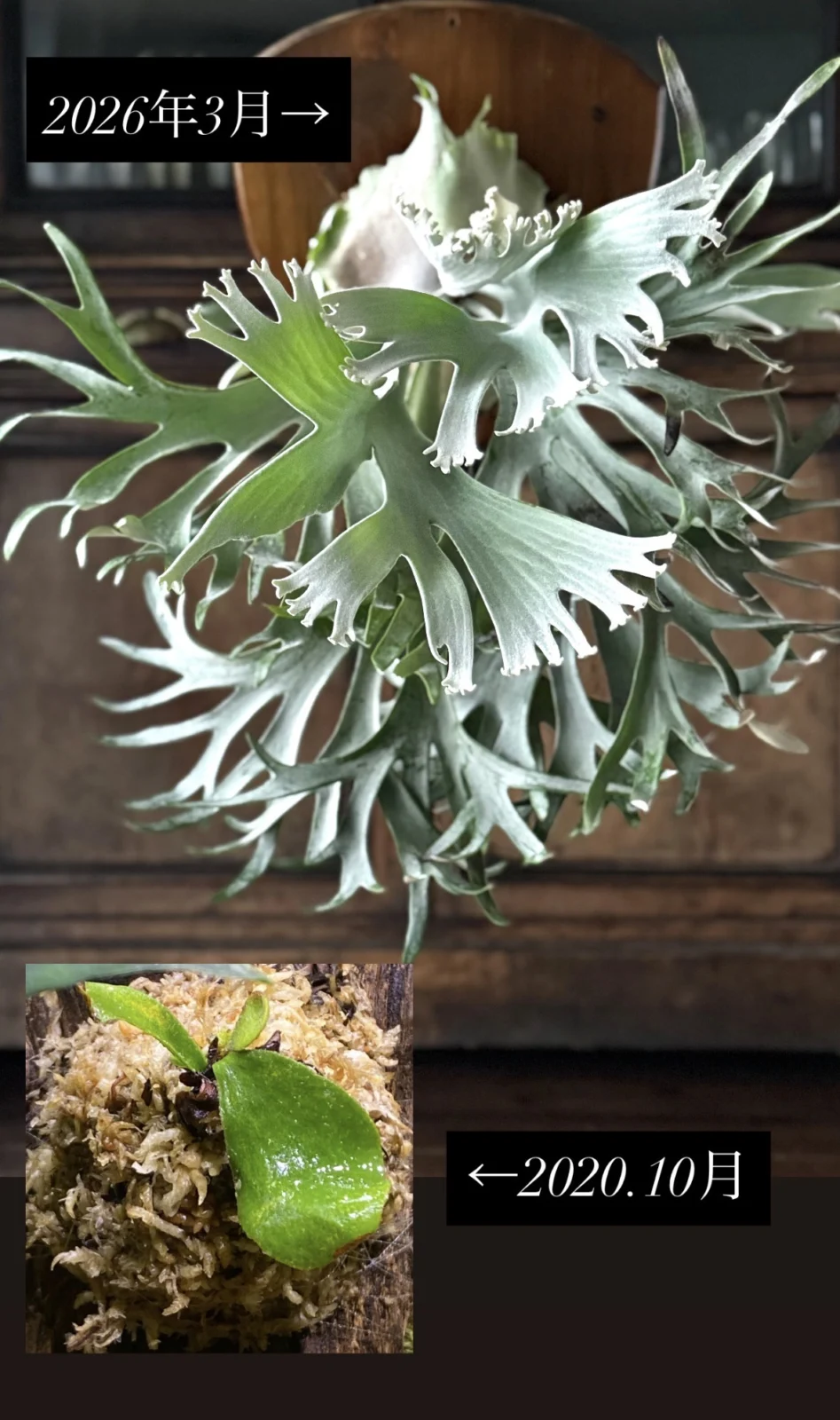 ビカクシダ　セルソタツタ