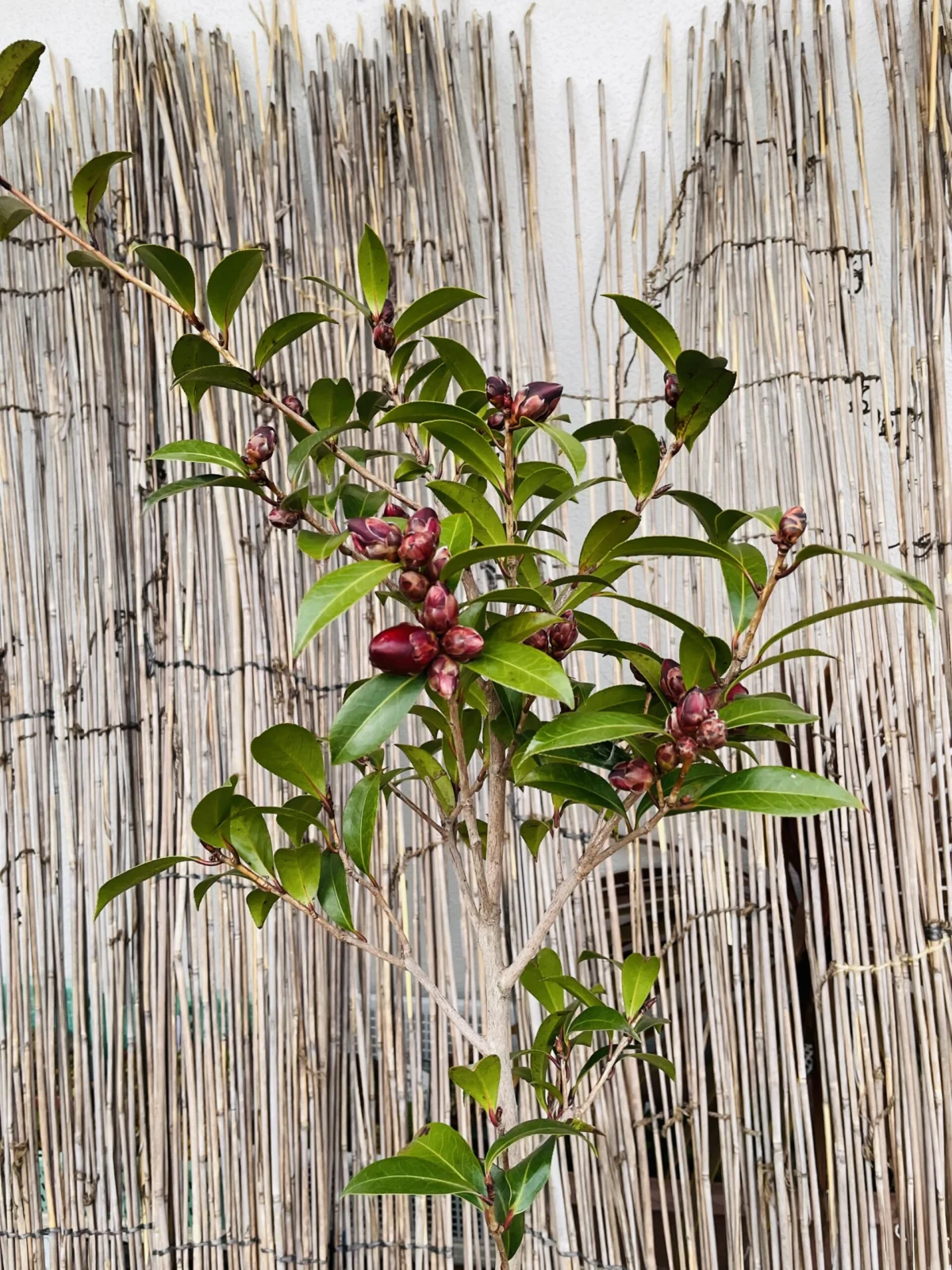 ツバキ ナイトライダー 株全体