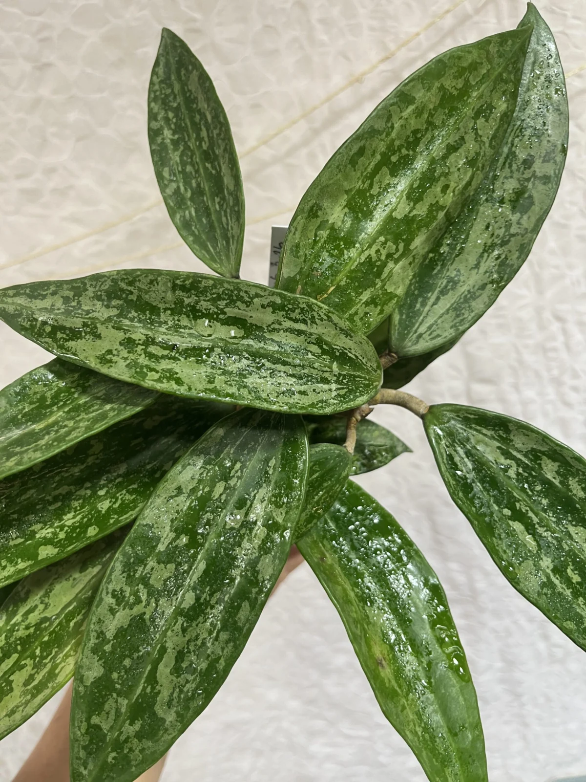 ホヤ　マレーシアシルバー