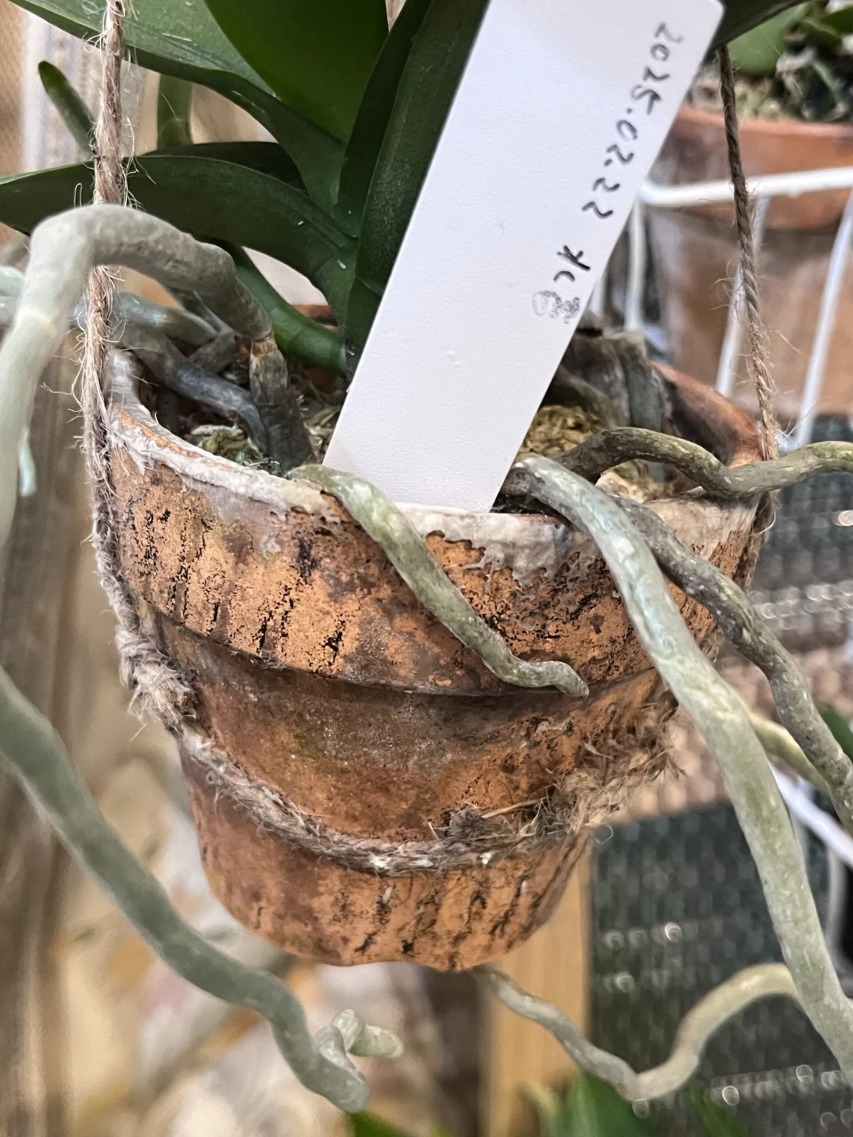 胡蝶蘭 素焼き鉢 カビ