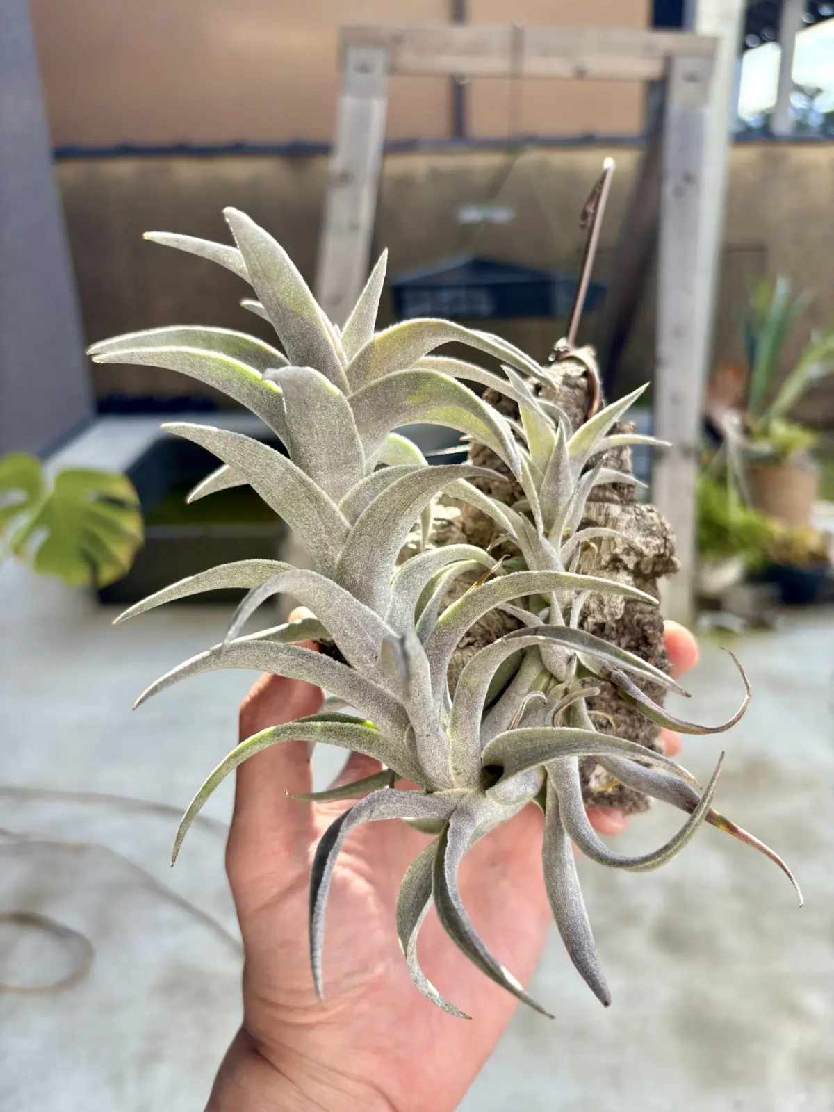 ティランジア　エディシアエ