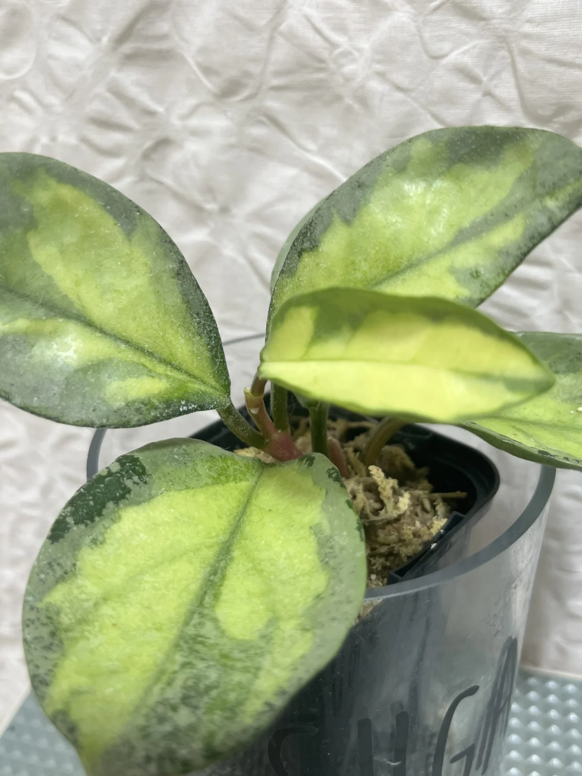 ホヤ　カルノーサ　アルゲンティアプリンセス