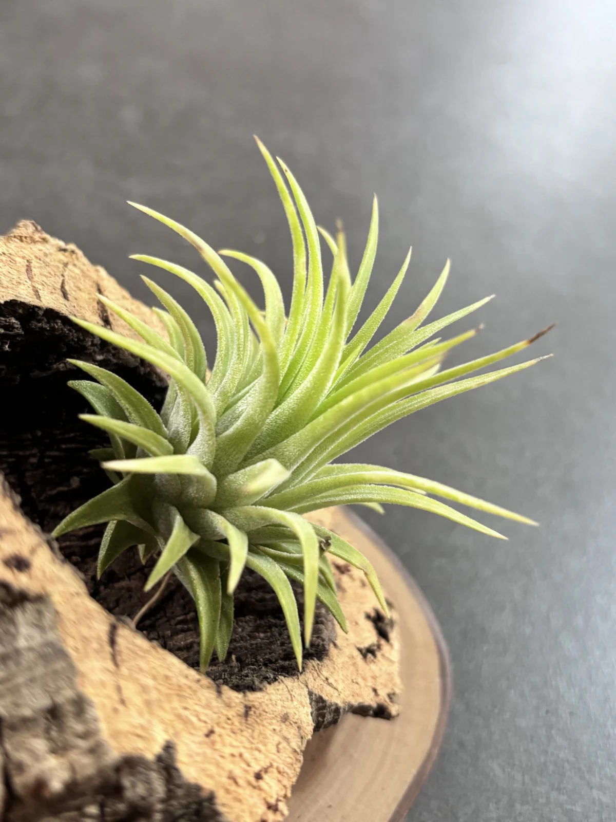 ティランジア　イオナンタ　ルブラ　サーモンピンク