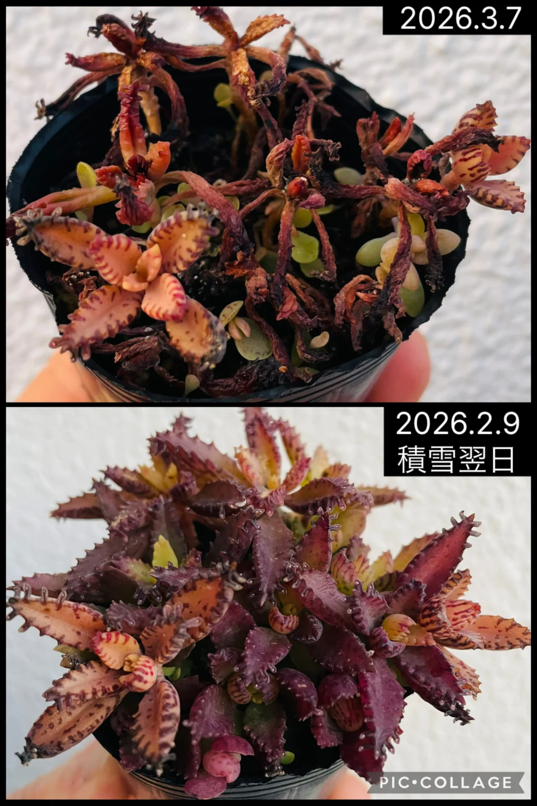 多肉　不死鳥　積雪のその後