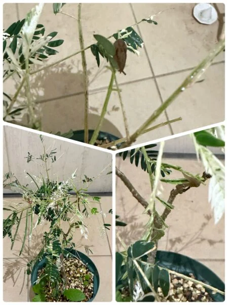 斑入り エバーフレッシュ 害虫