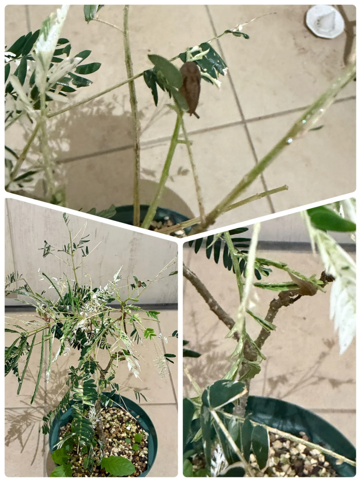 斑入り　エバーフレッシュ　害虫