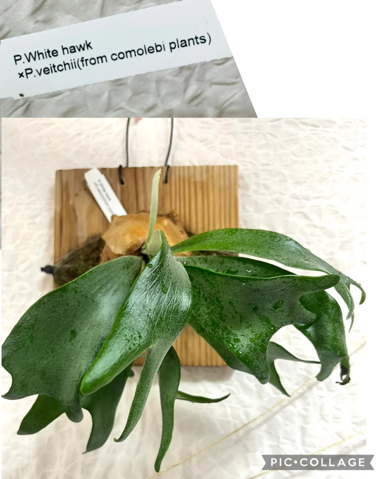 ビカクシダ　ホワイトホーク×ベイチー