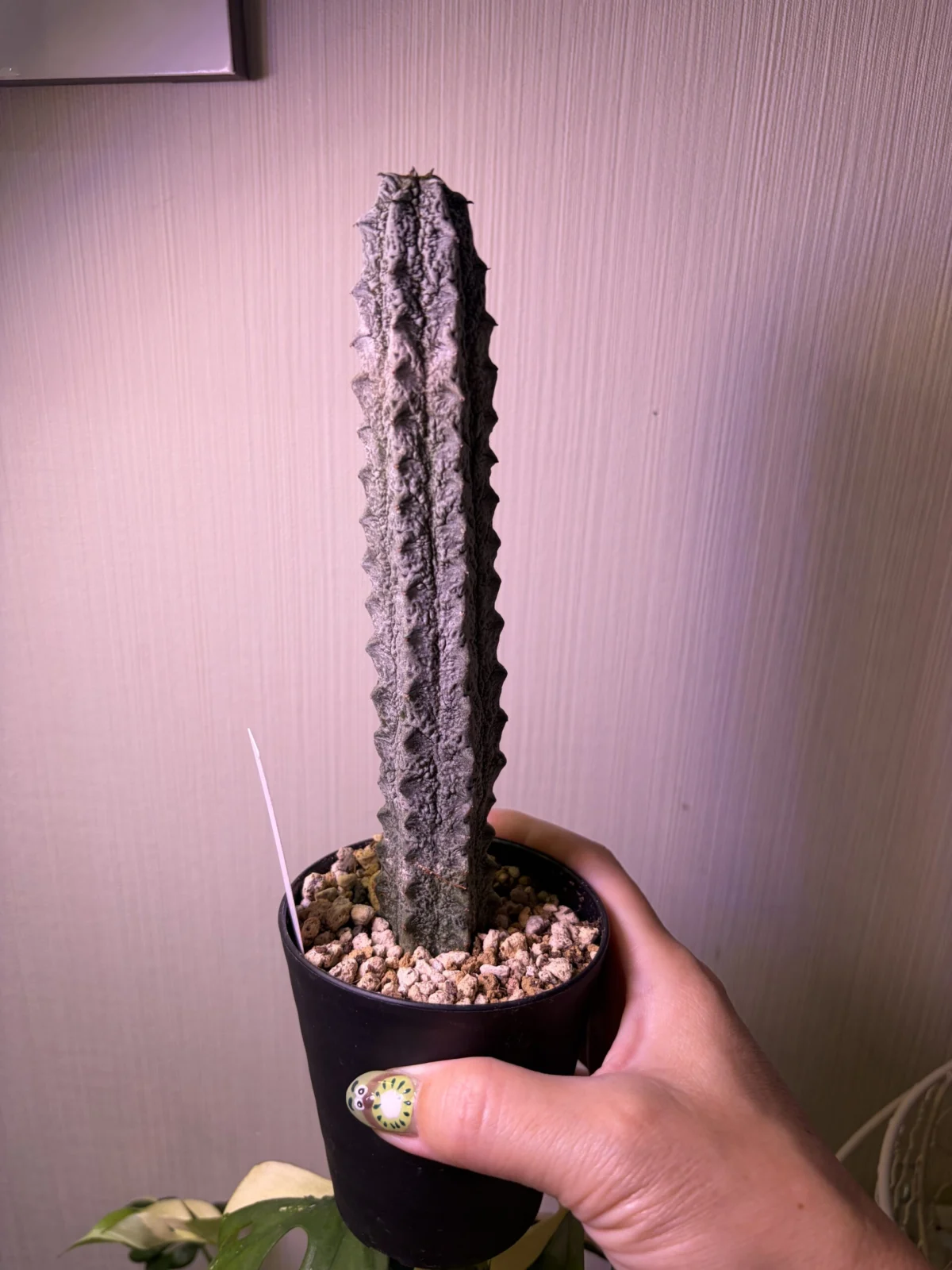 ユーフォルビア　アブデルクリ