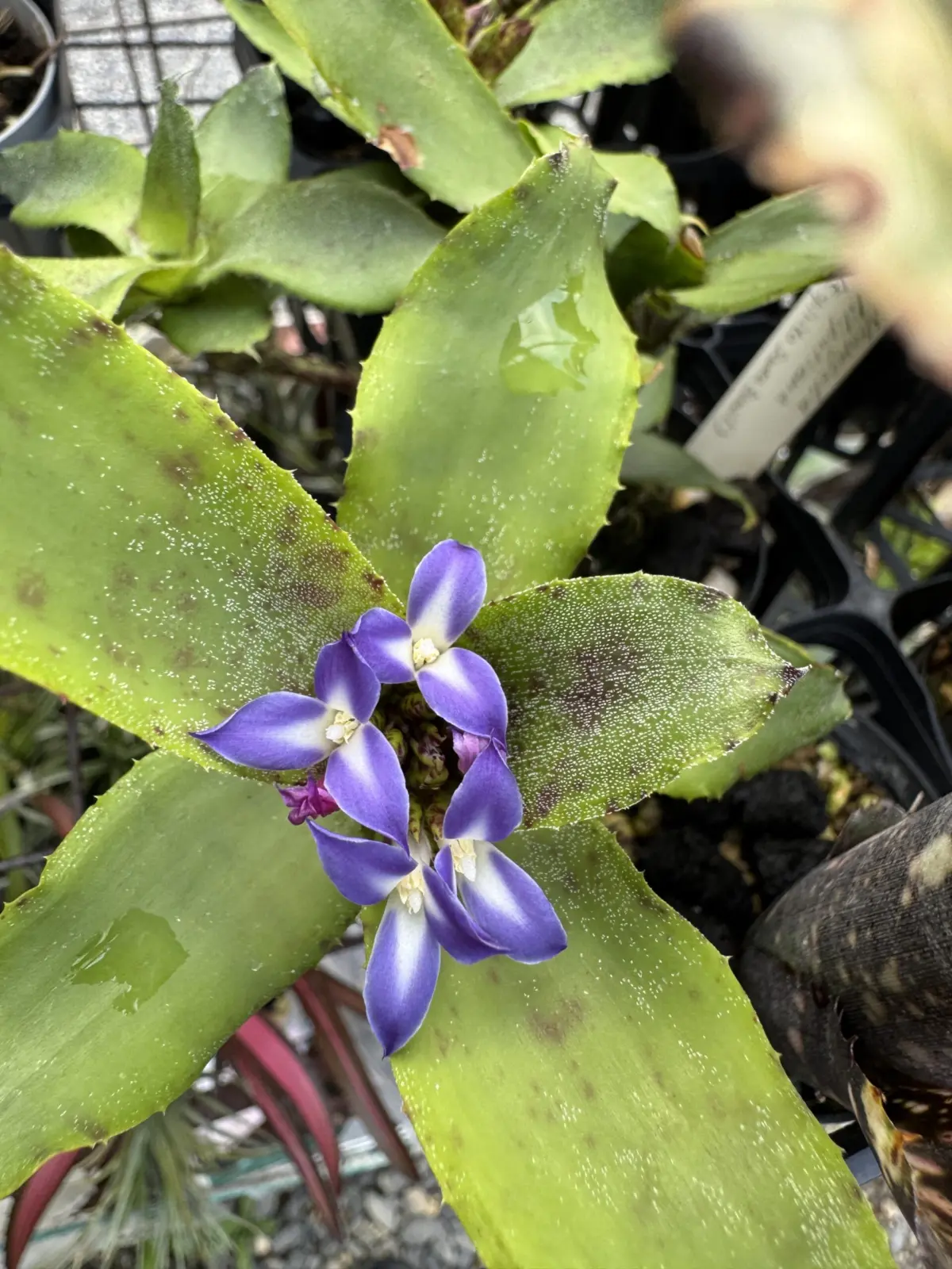 ネオレゲリア　リリプティアナ　開花