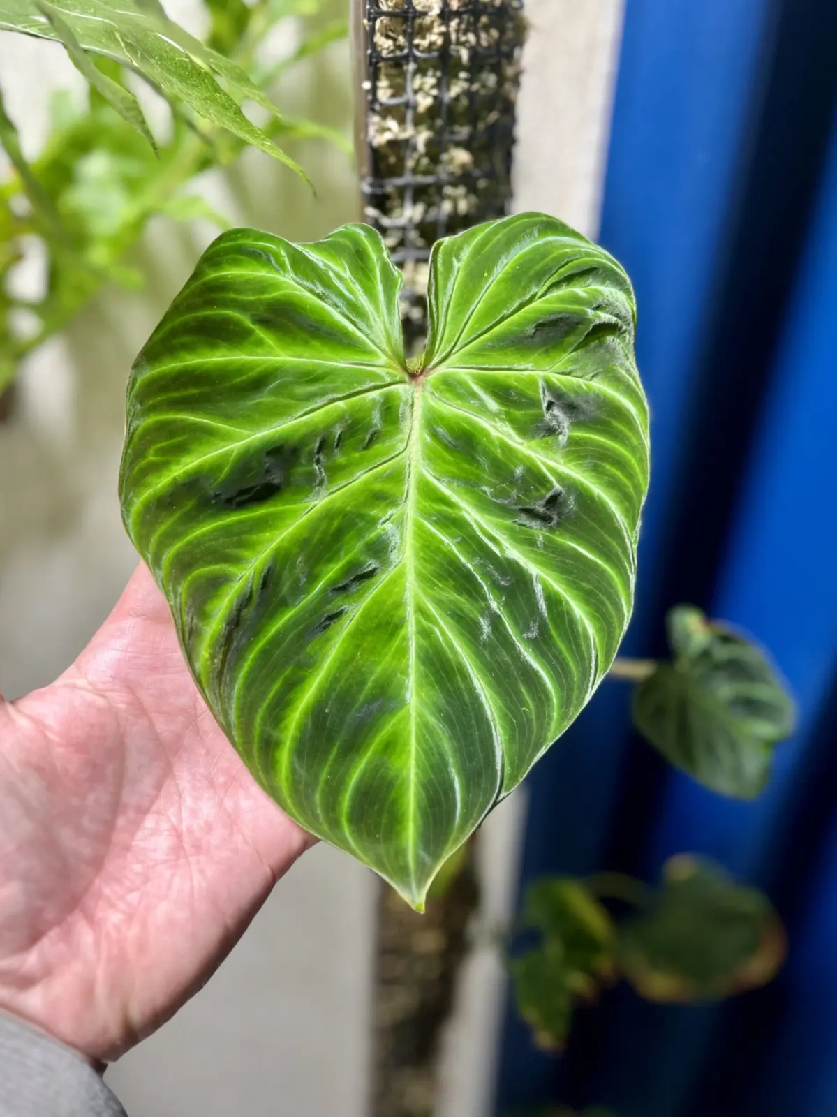 フィロデンドロン　ベルコーサム　’ファンタシー’