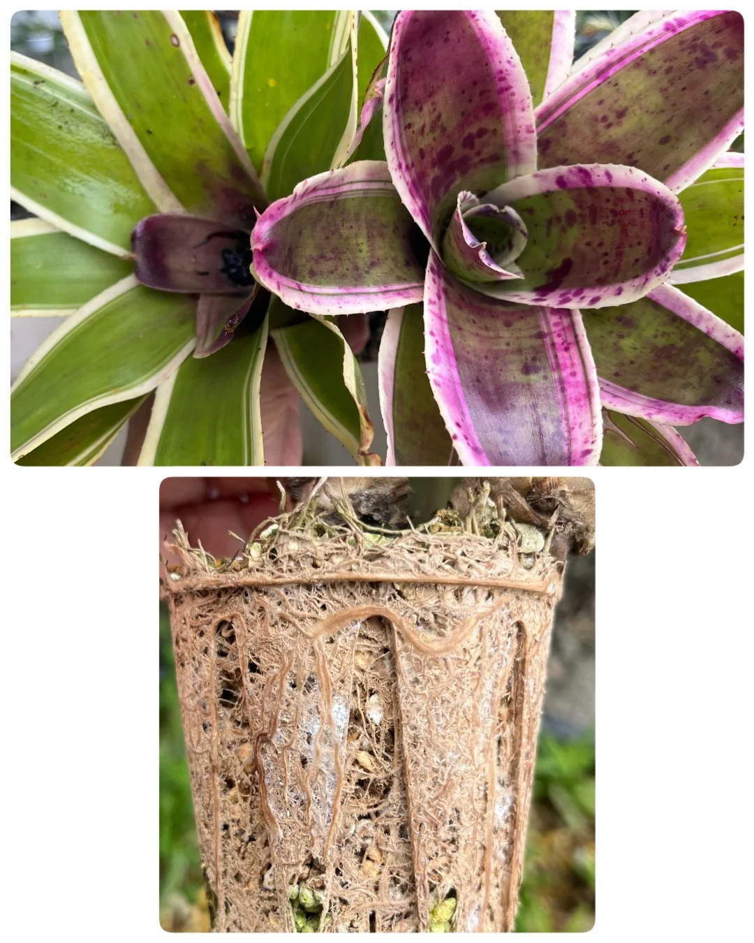 ネオレゲリア　ブルーベリーヨーグルト　ふくりん　根カイガラ