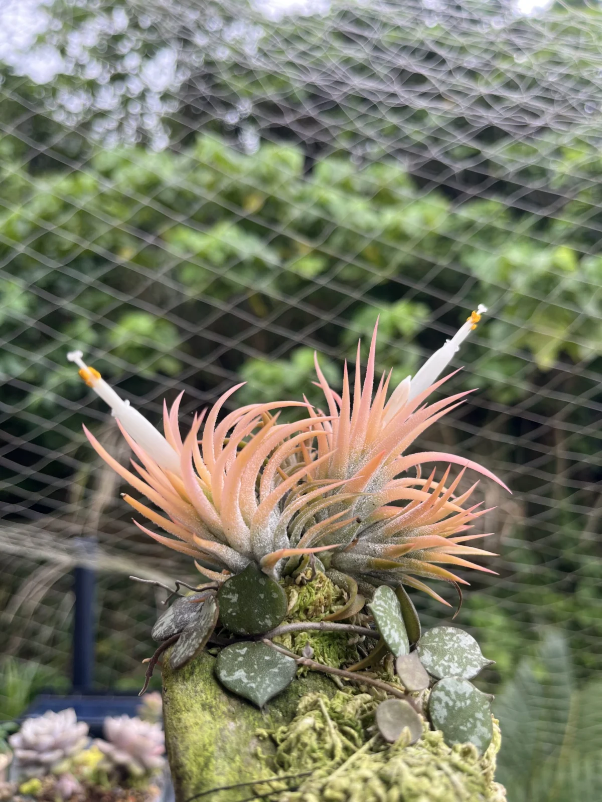 ティランジア　イオナンタ