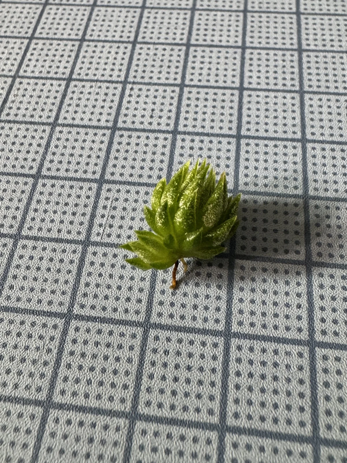 ティランジア　イオナンタ　ヘーゼルナッツ
