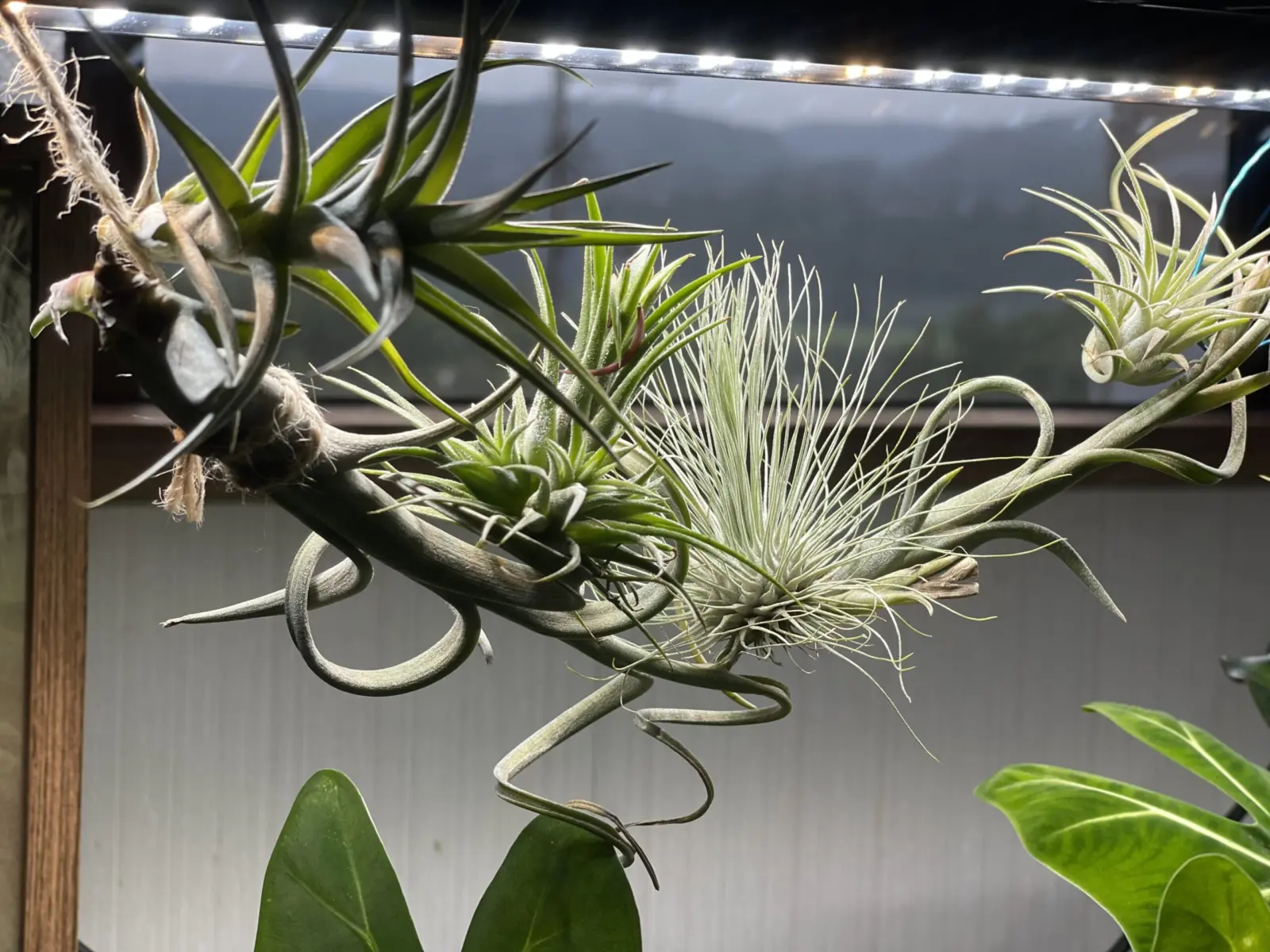 インターメディア