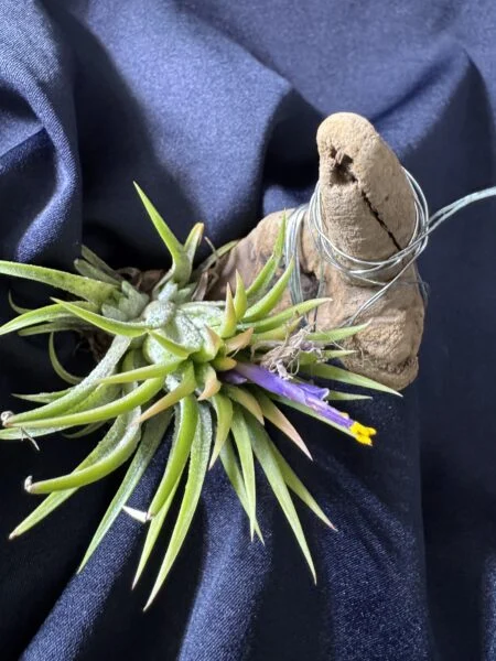 ティランジア　イオナンタ　時差開花