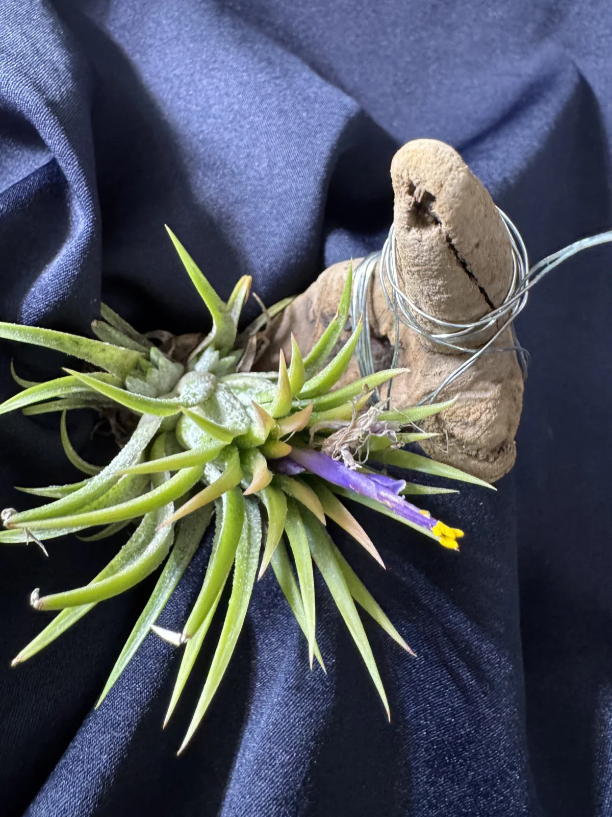 ティランジア　イオナンタ　時差開花