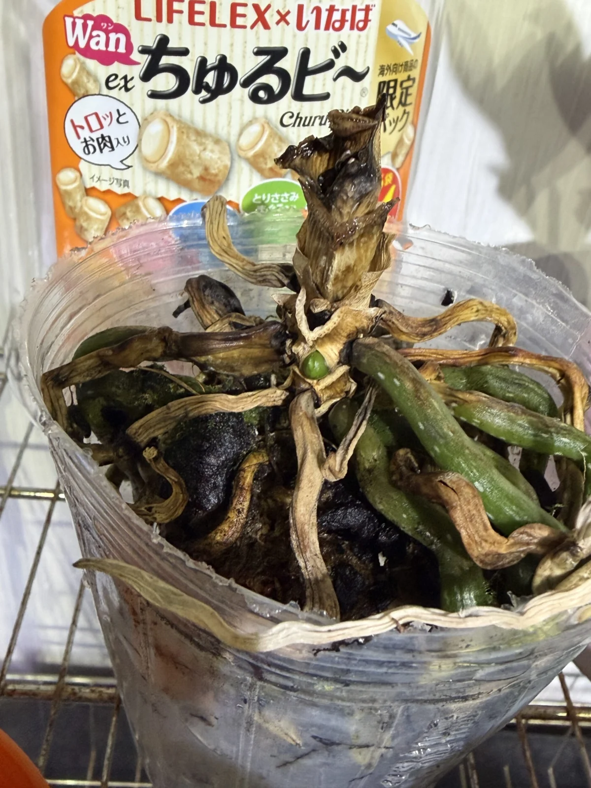 ファレノプシス モナコ 胡蝶蘭