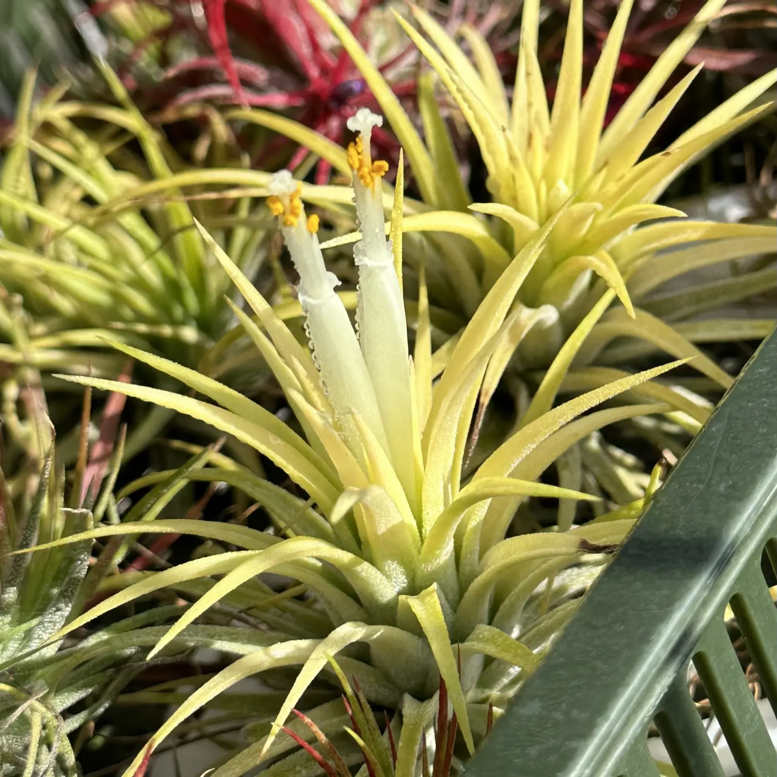 イオナンタ　ドゥルイド？