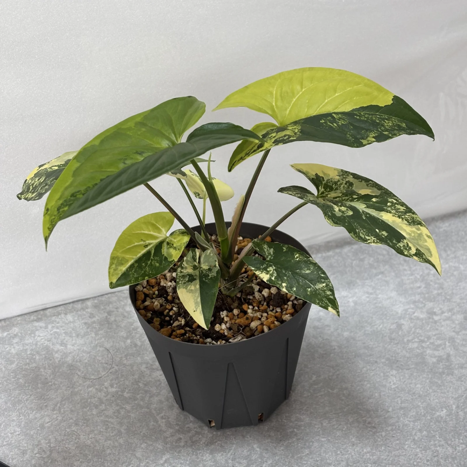 シンゴニウム カルフォルニアゴールド