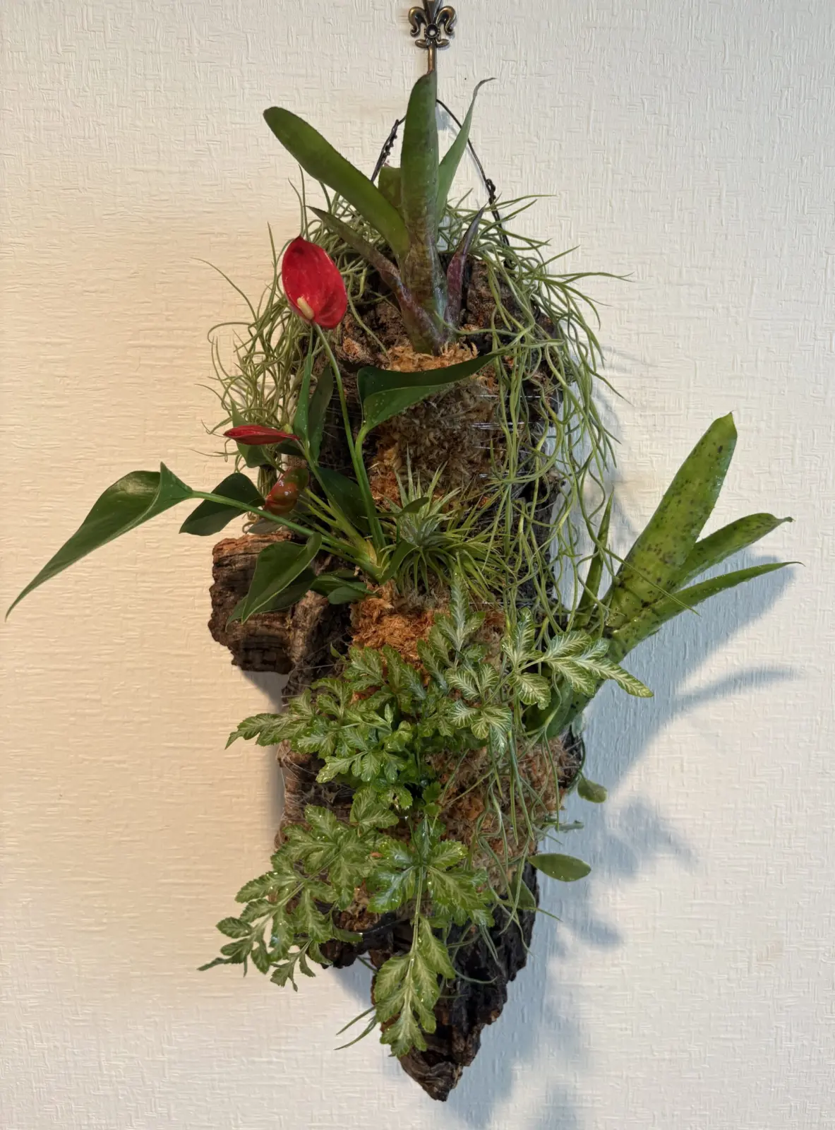 ネオレゲリア　ミニアンスリウム　ティランジア　プテリス　ディスキディア