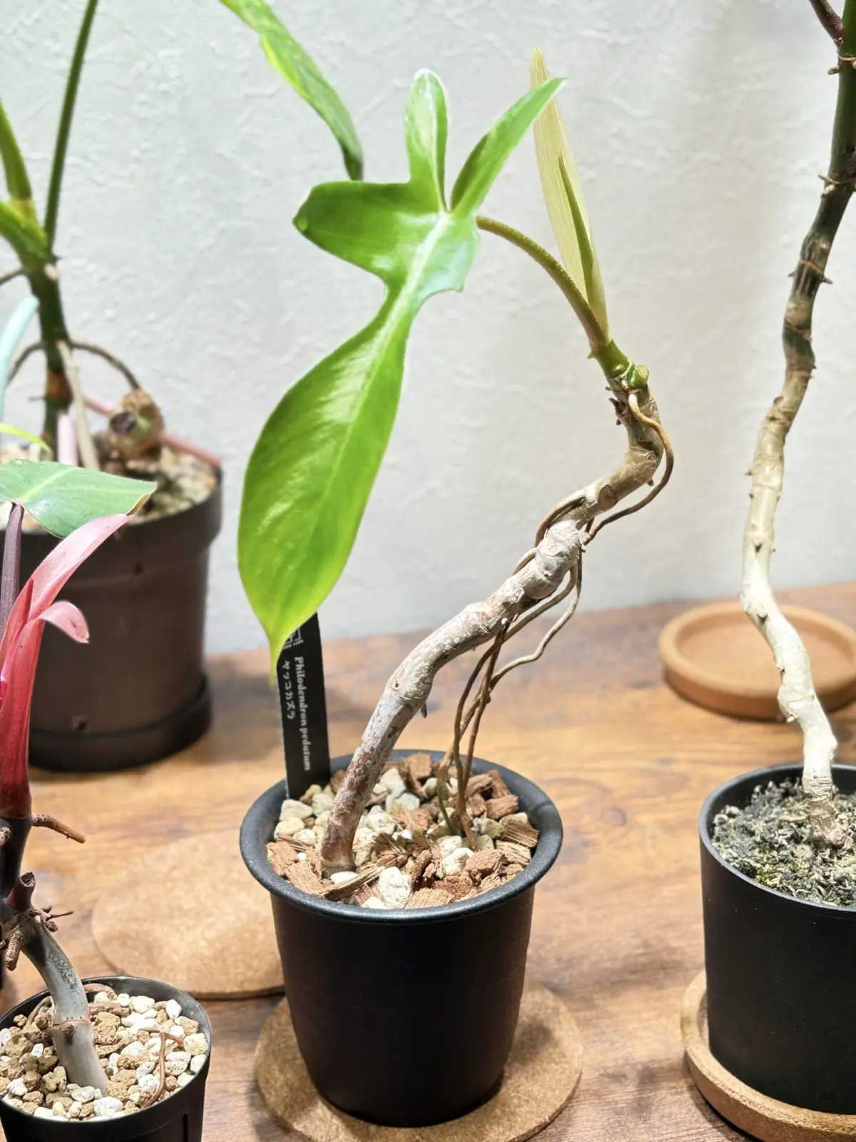 フィロデンドロン　ヤッコカズラ　アロイド盆栽