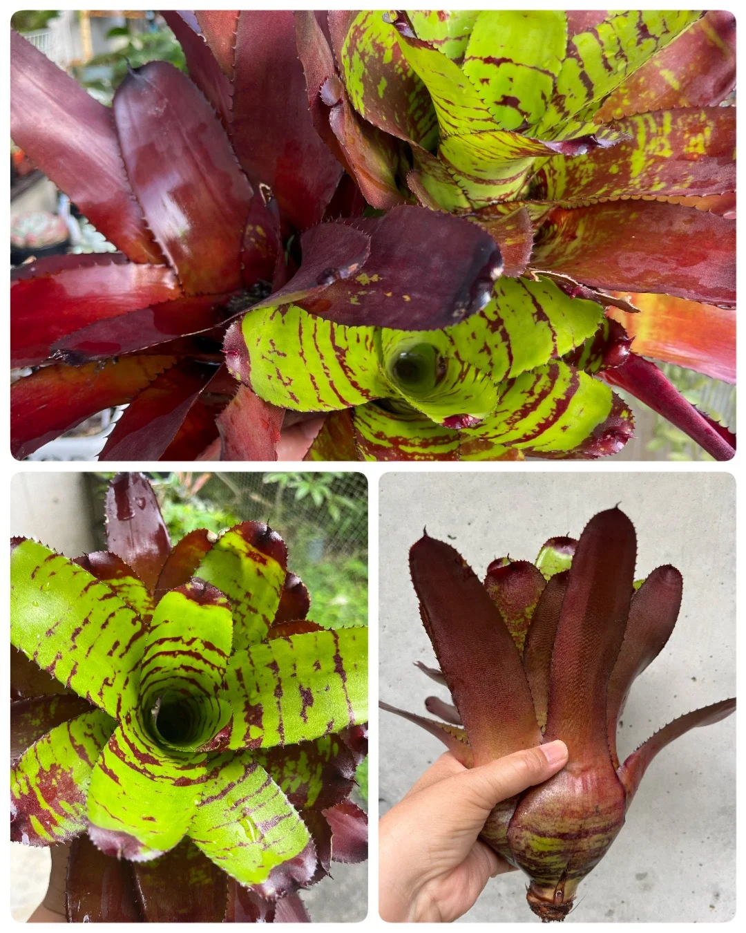 ネオレゲリア　イエローブリックロード