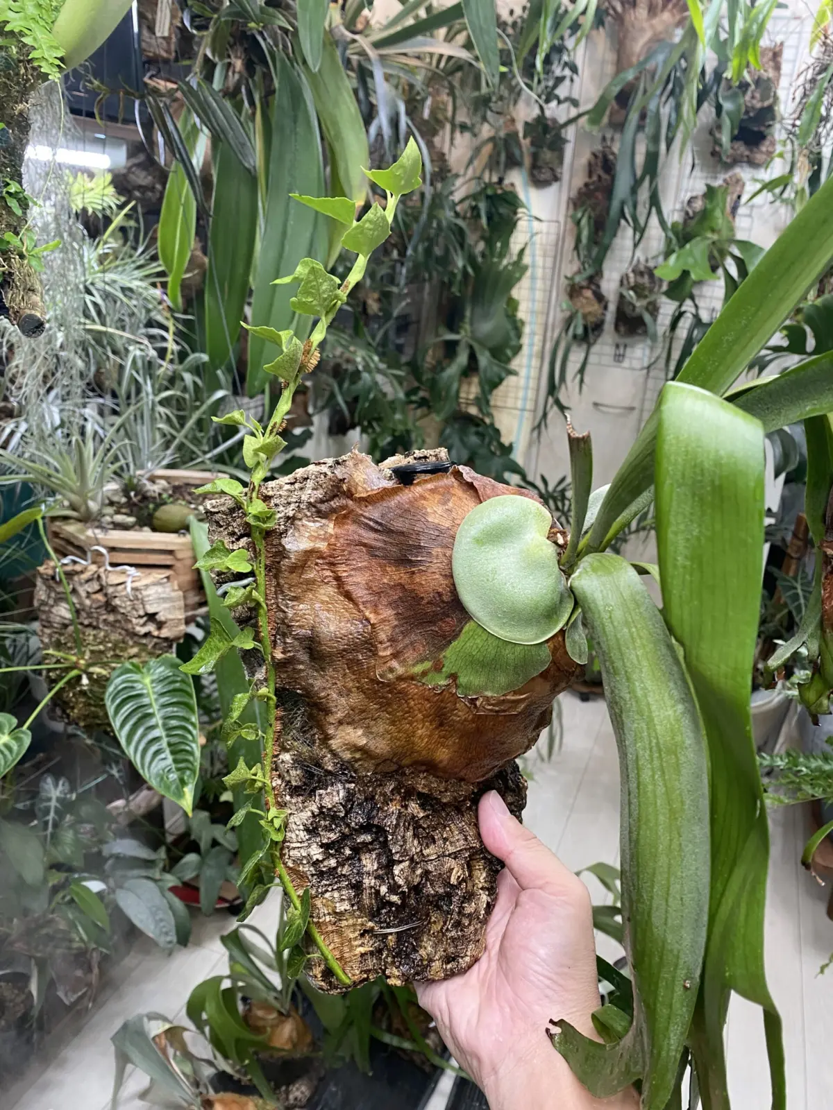 ビカクシダ　フーンシギ