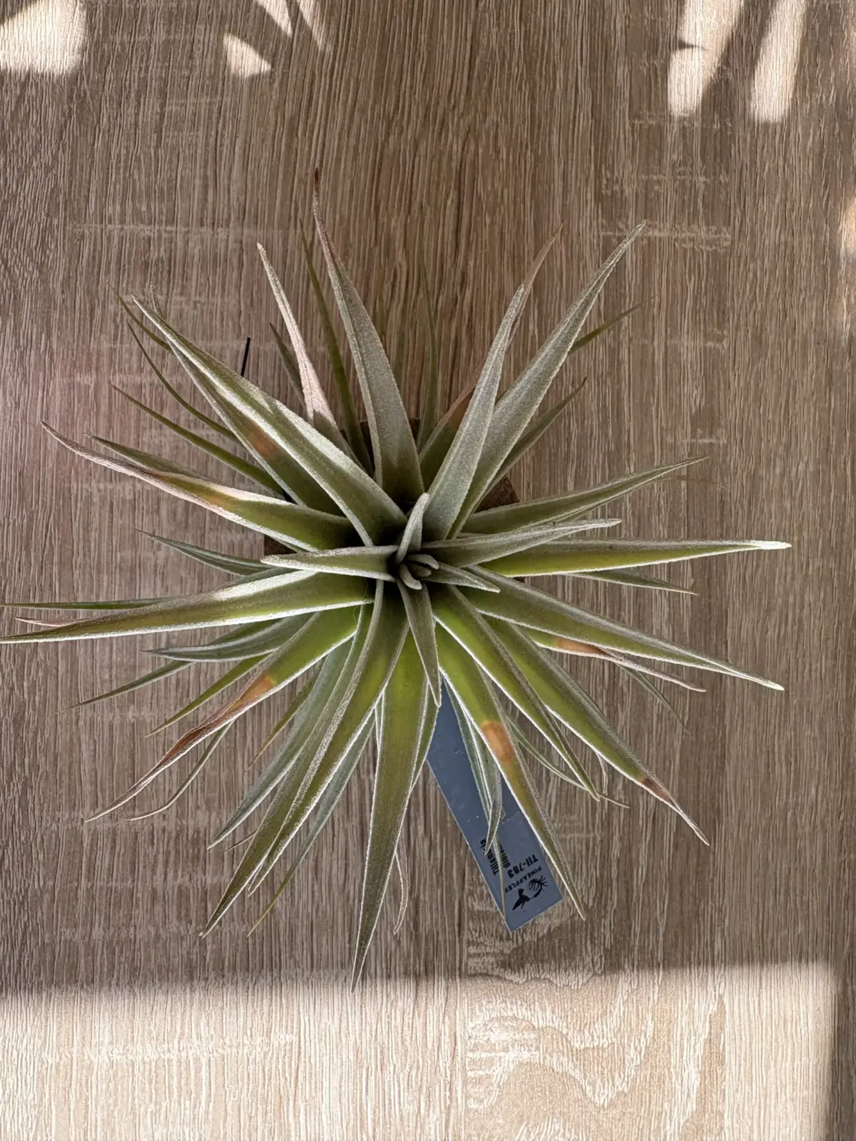 ティランジア　ディディスティカ　褐斑細菌病