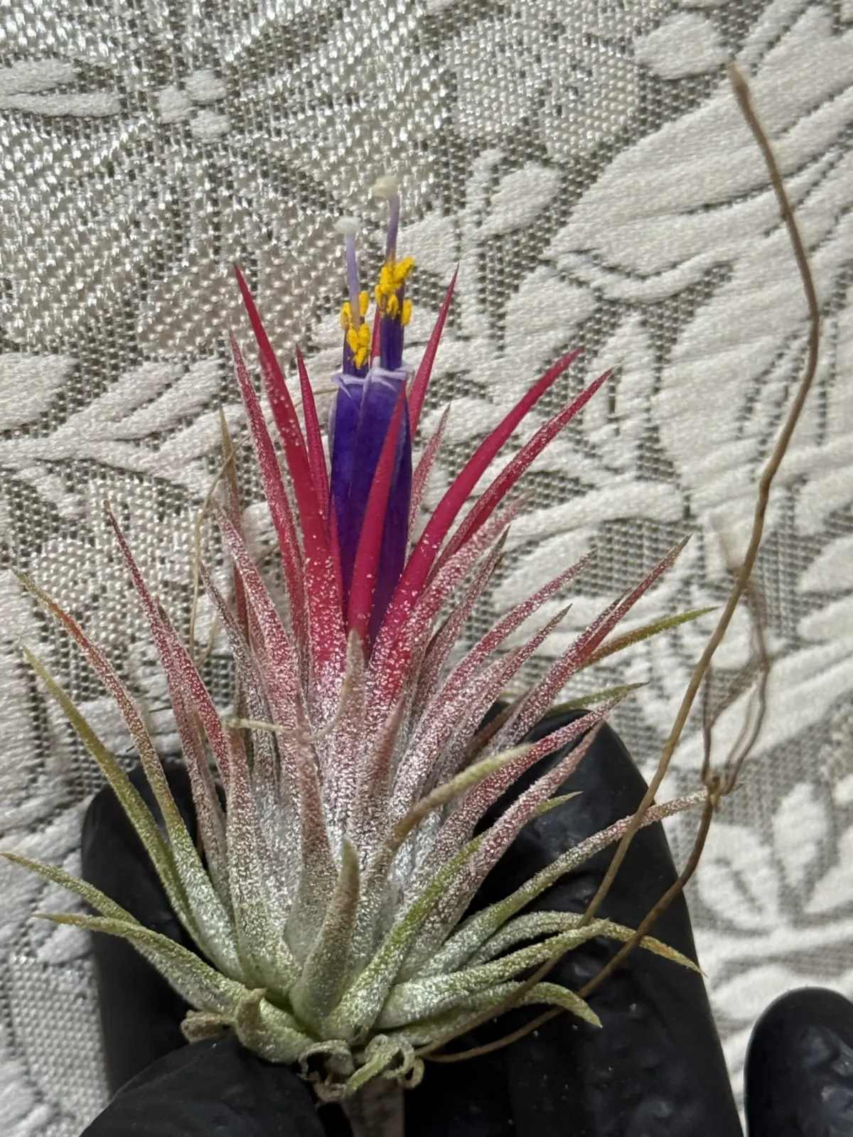 ティランジア　イオナンタ　シラユキヒメ　白雪姫　花