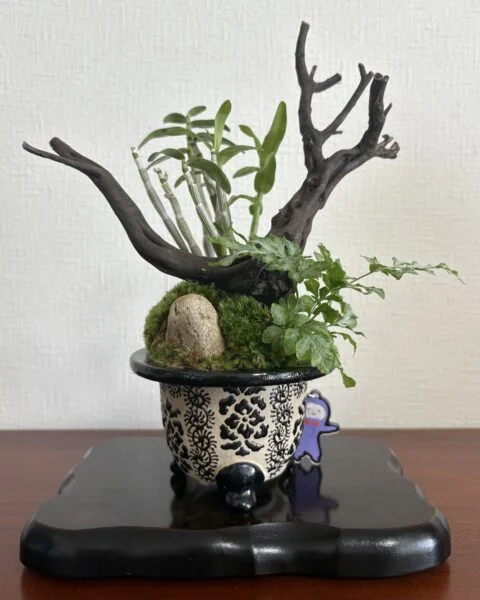 セッコク　プテリス　錦鉢